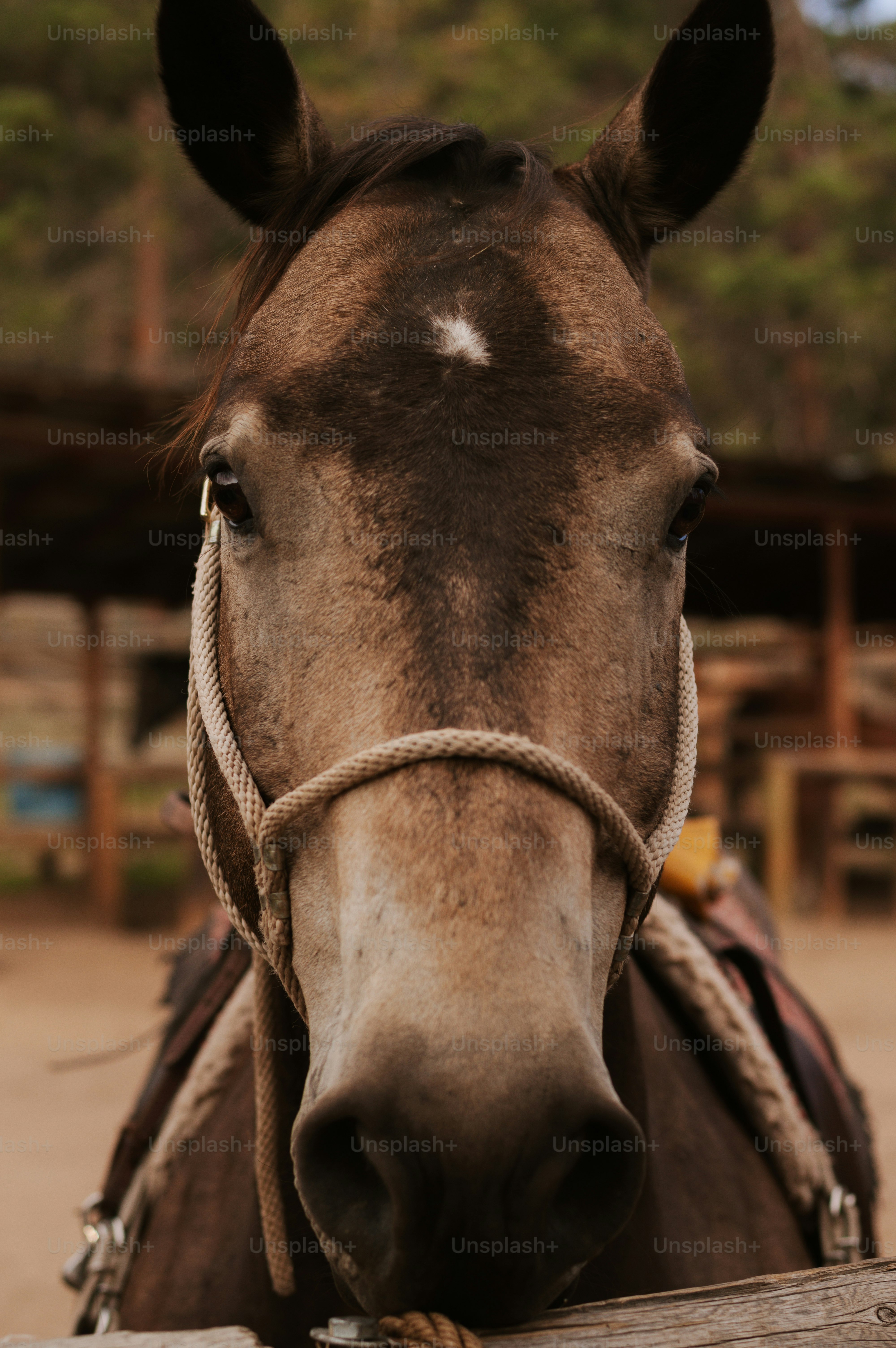 Close-up of a horse's face wearing a halter.