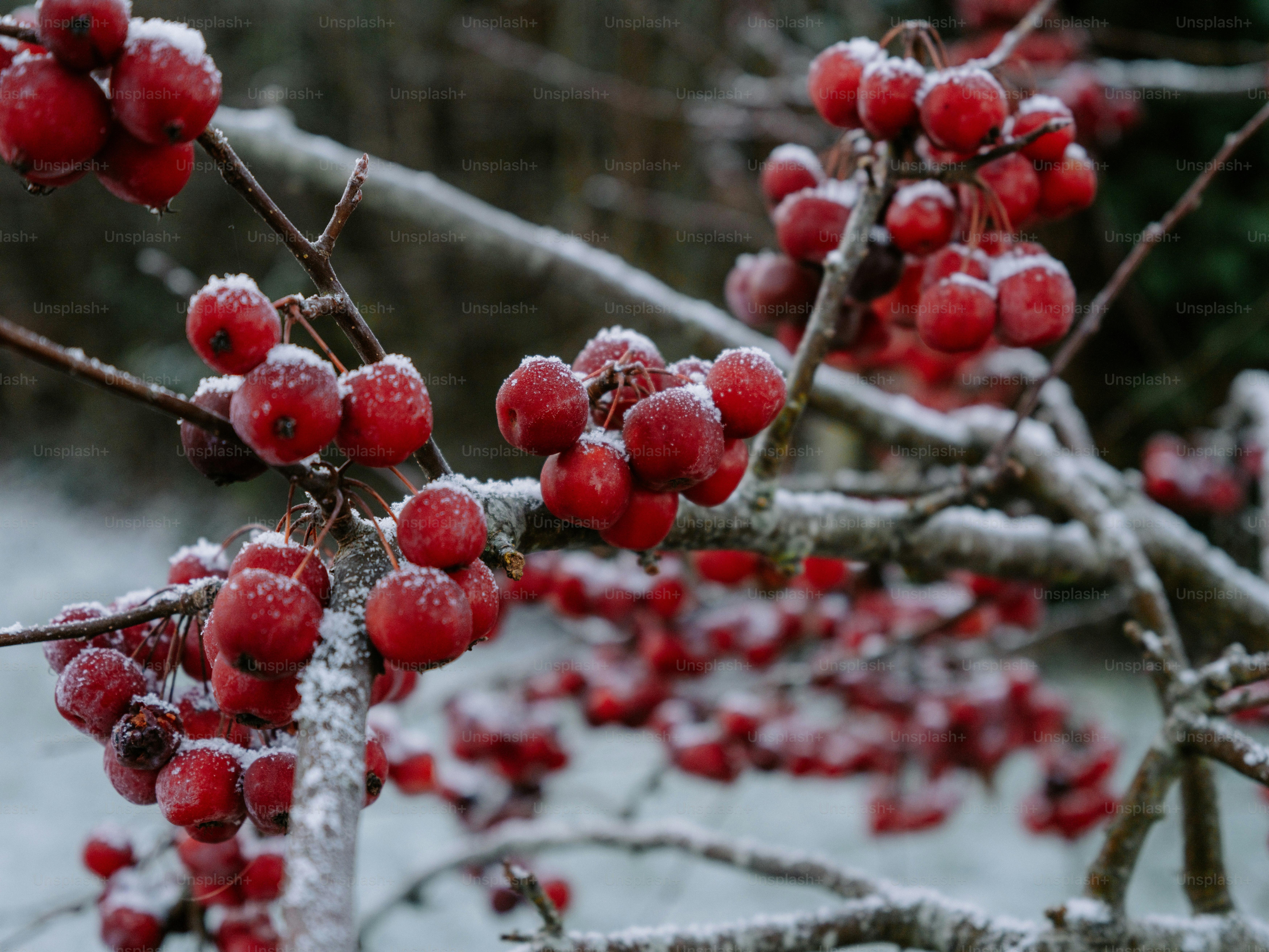 Red berries on a snow-covered branch