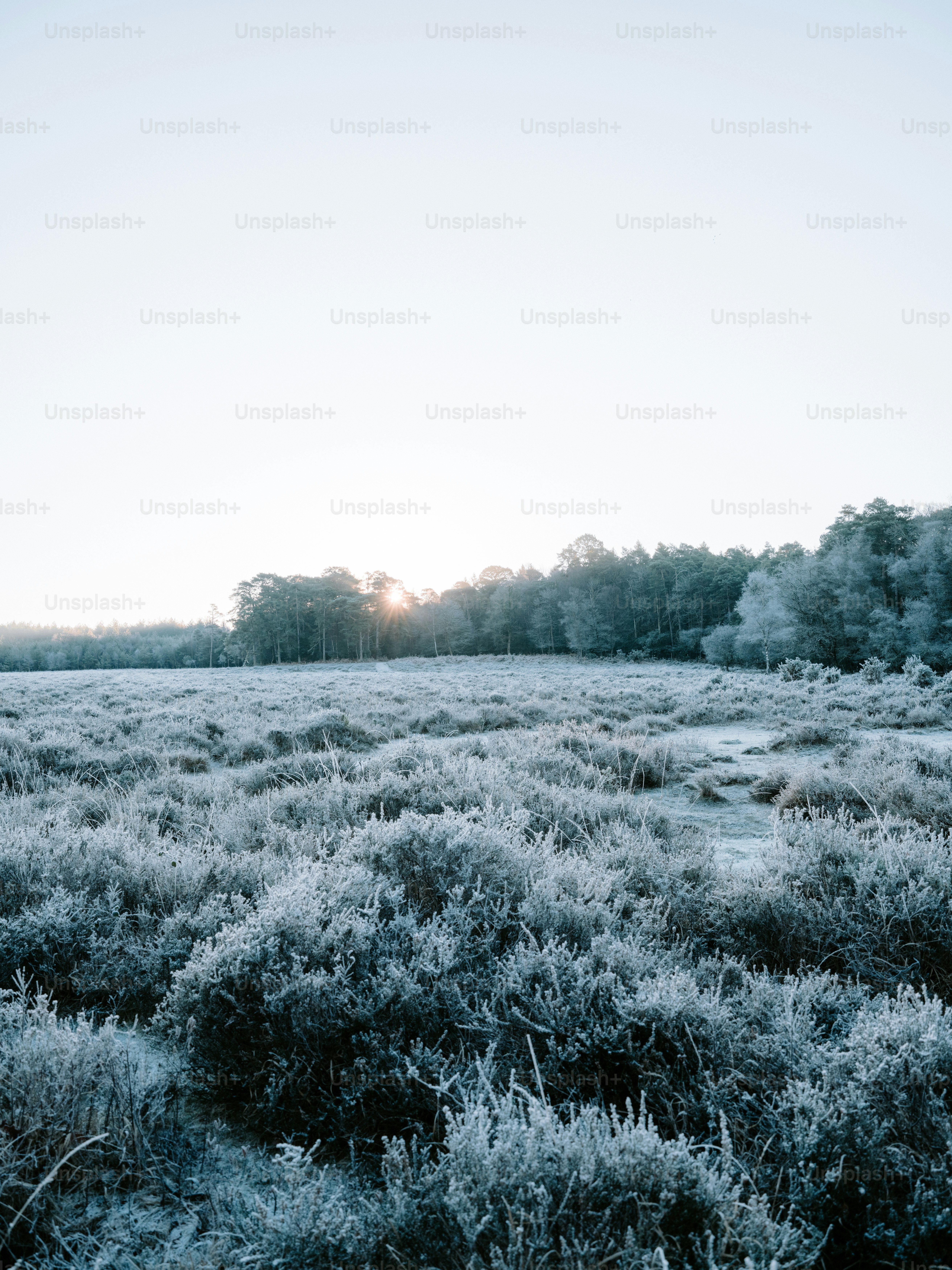 Frosted field with trees in the background at sunrise