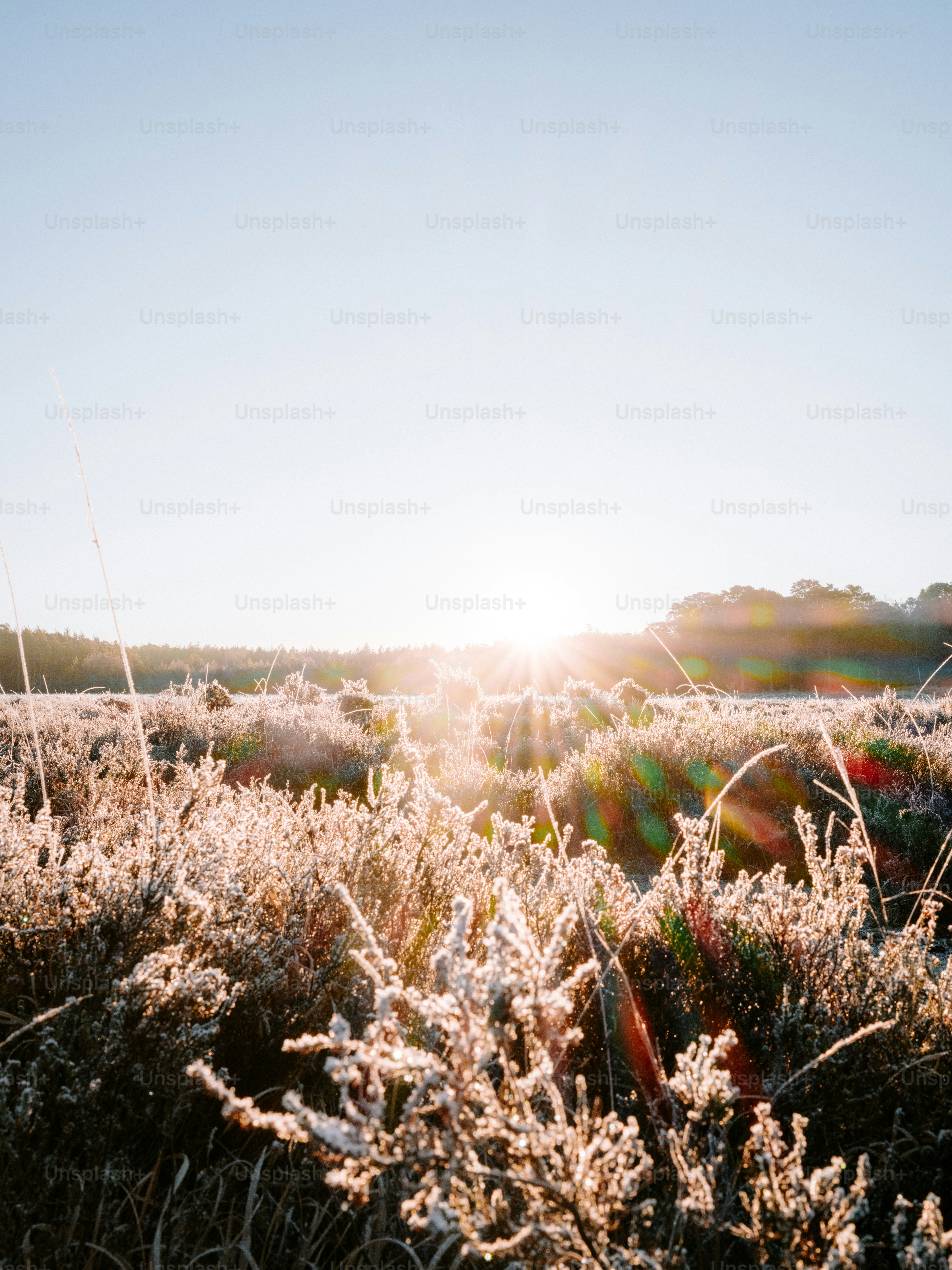 Sunlight shines through frosted plants on a clear day.
