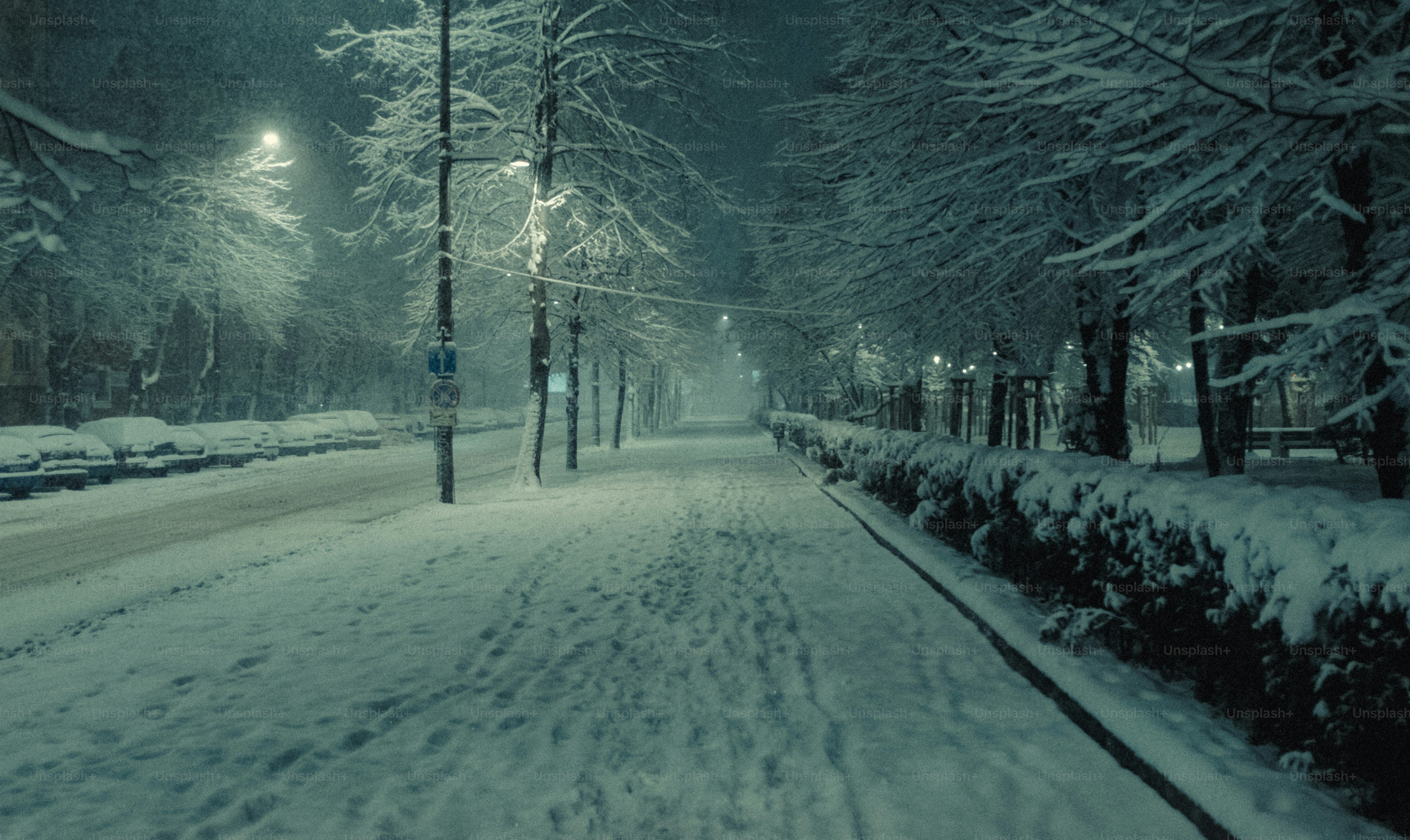 Snowy path lined with trees and streetlights at night