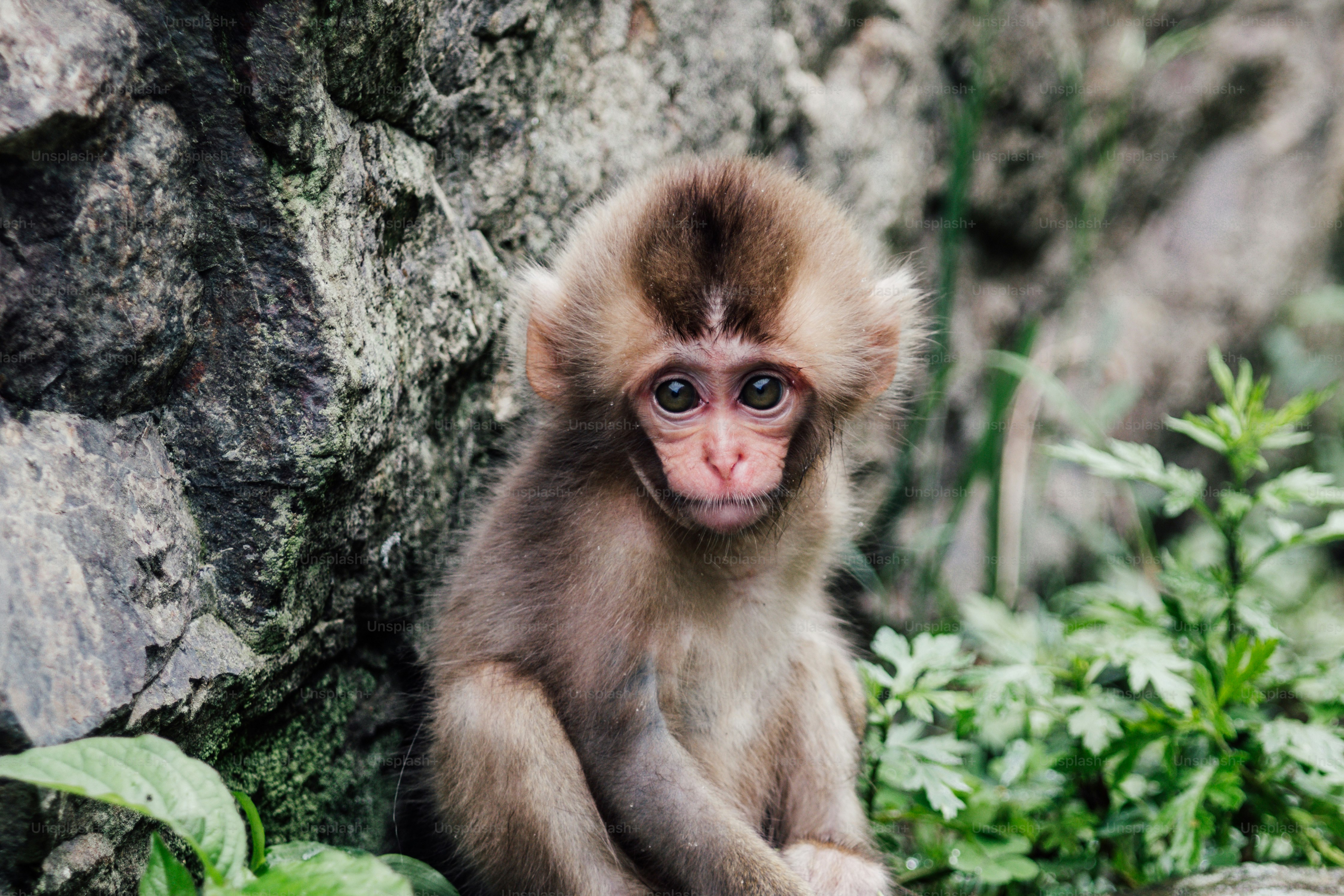 Ein junger Affe sitzt in der Nähe einer Felswand.