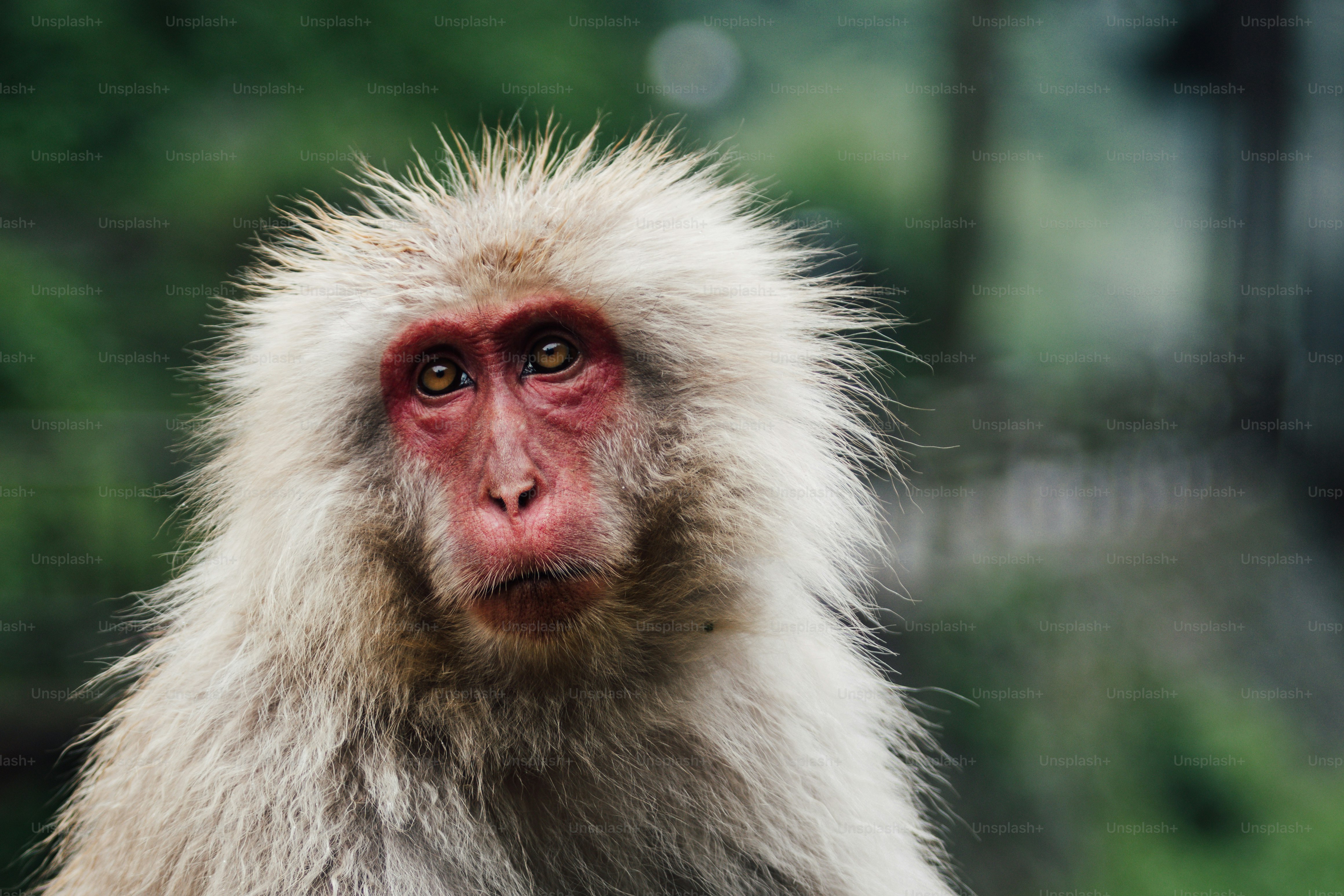 Ein japanischer Makake mit rosa Gesicht und weißem Fell.