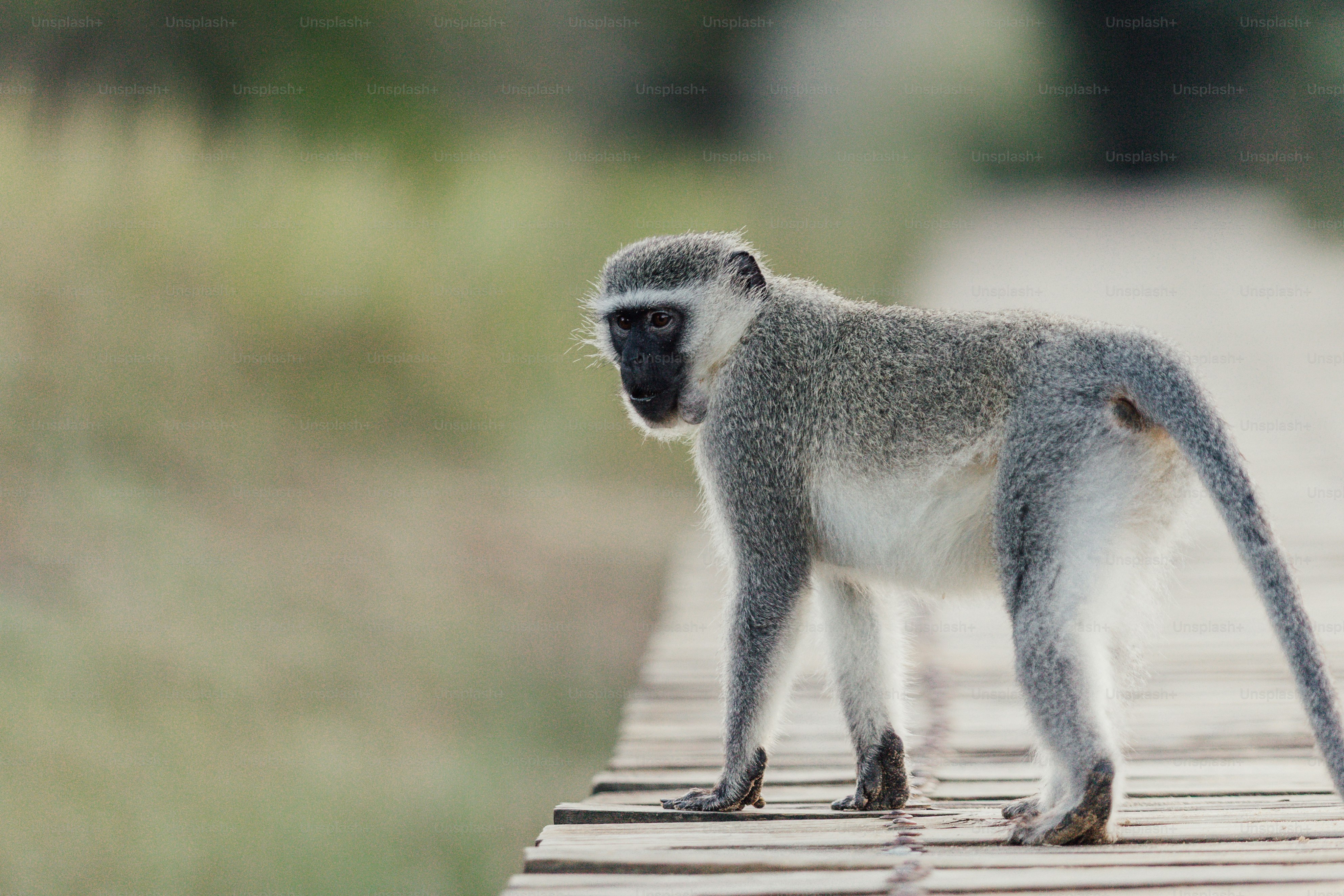 Una scimmia vervet si trova su una passerella di legno.
