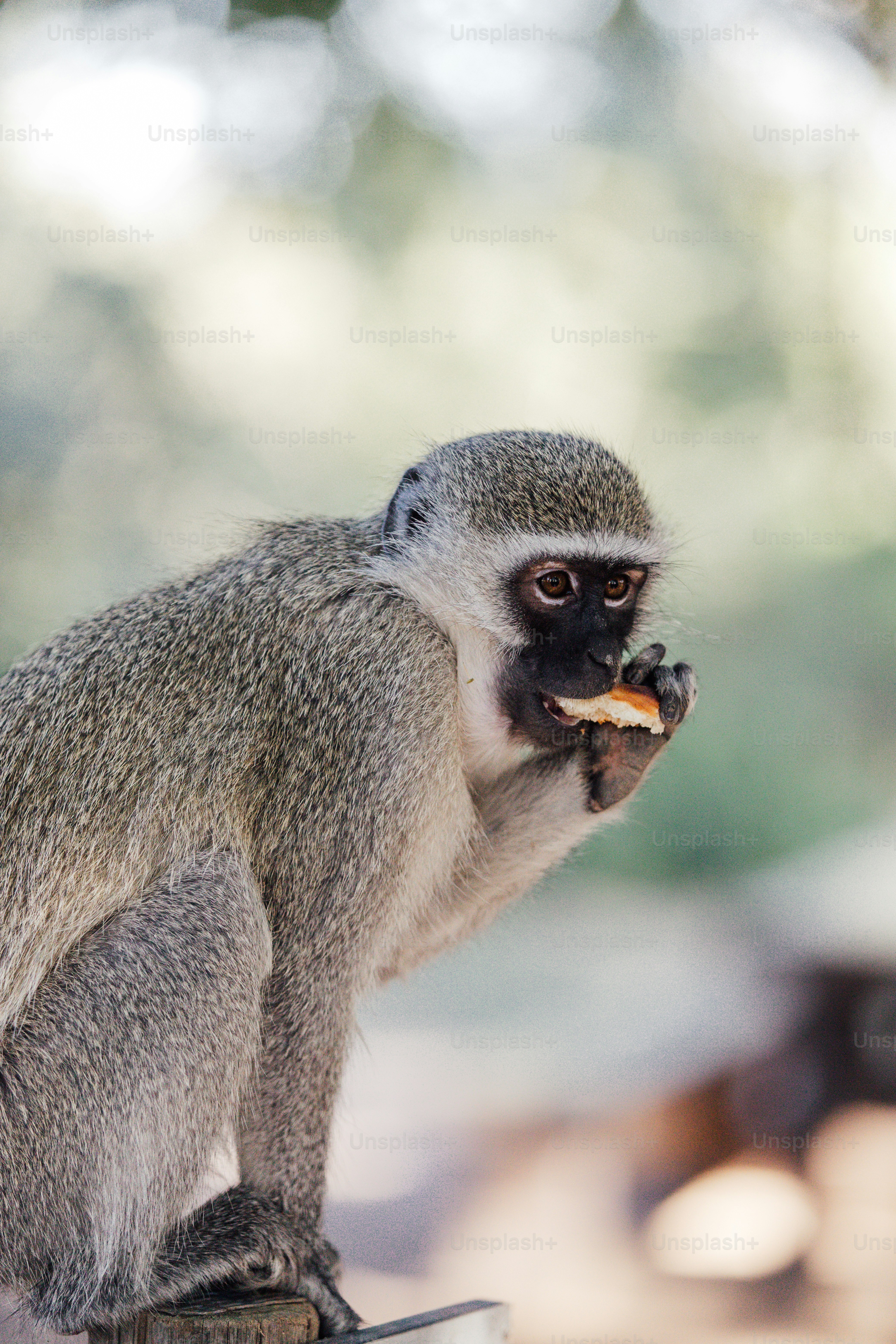 Ein Affe, der ein Stück Essen frisst.