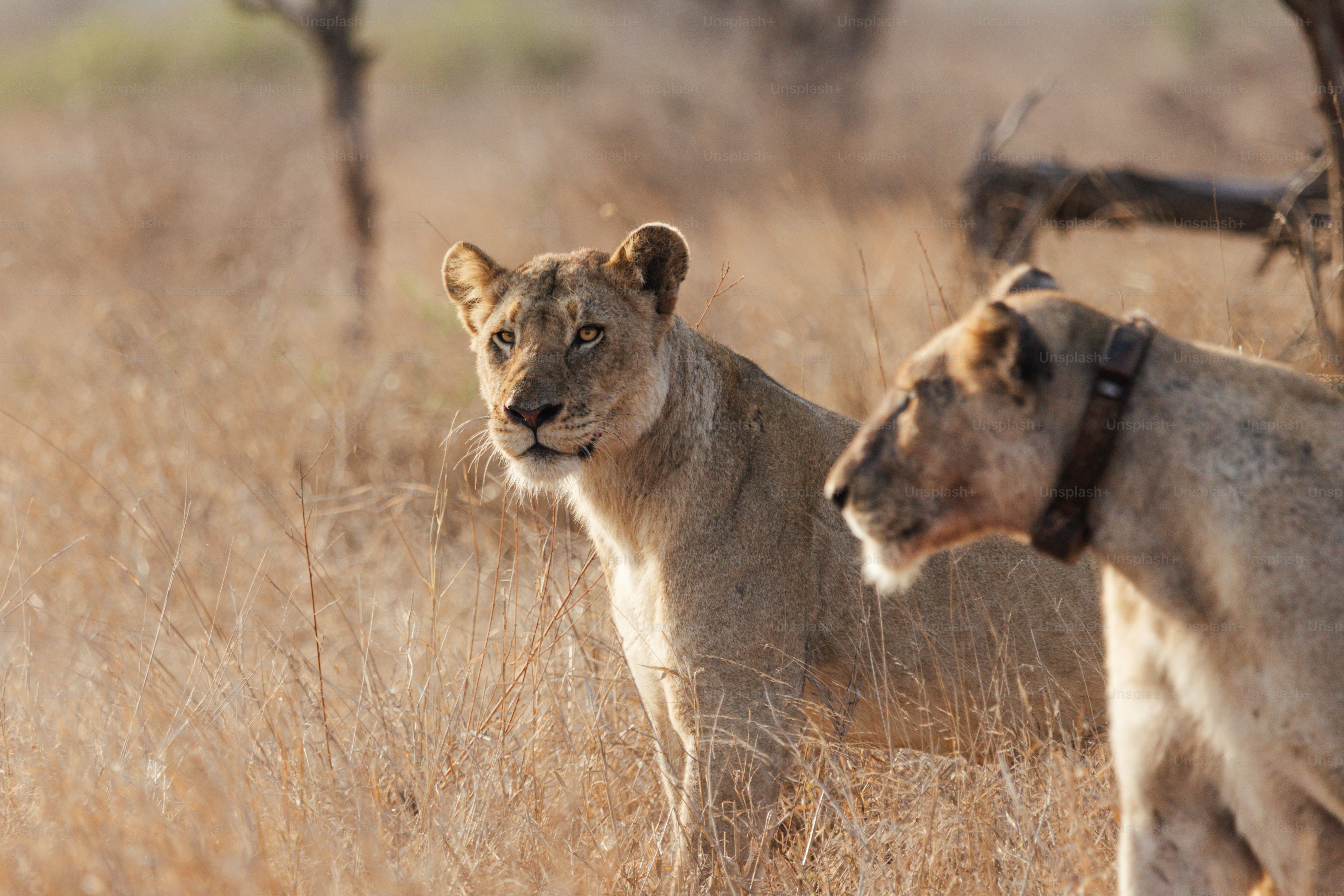Due leoni stanno sull'erba secca, uno indossa un collare.