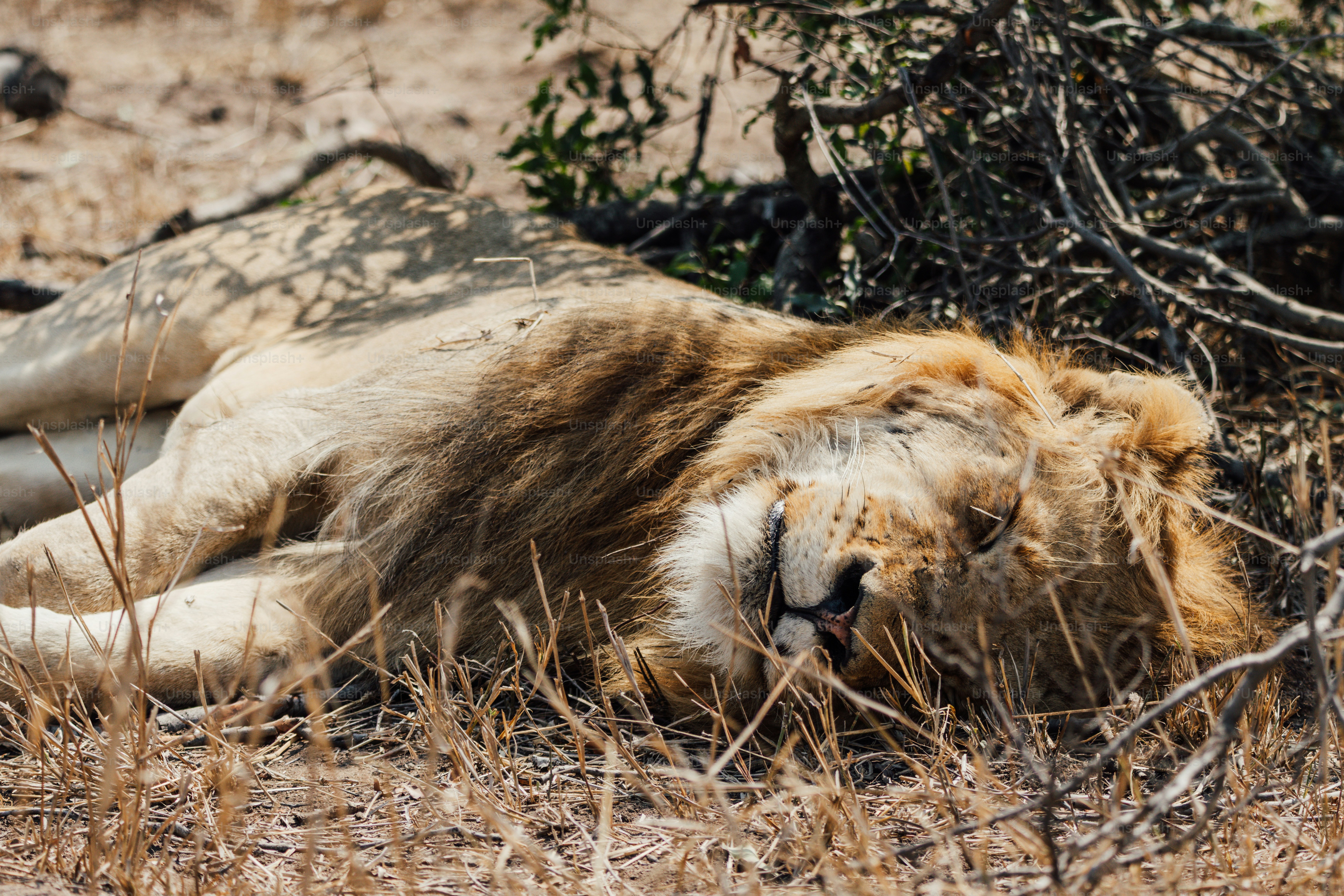Ein Löwe schläft friedlich auf trockenem Gras.