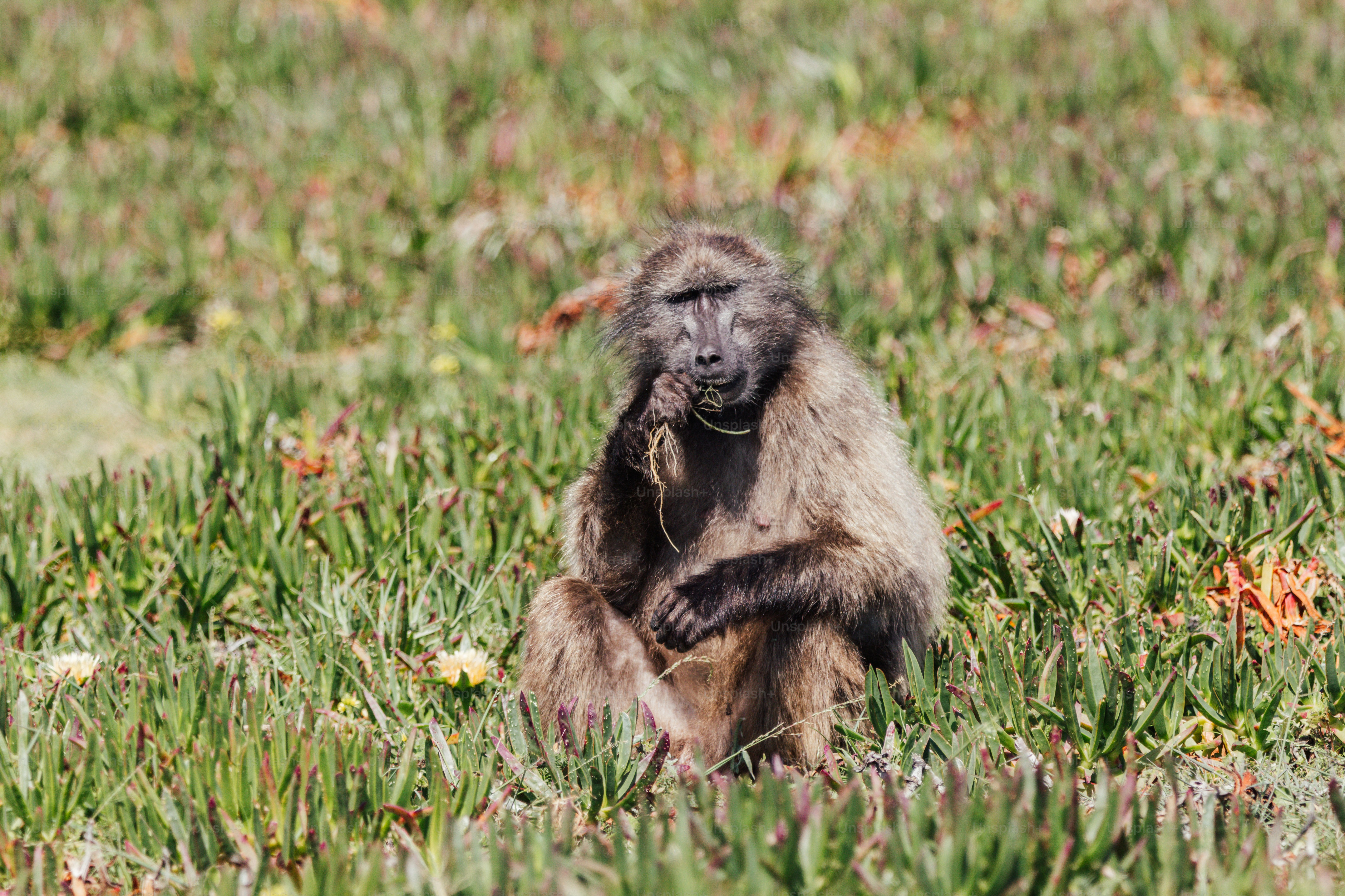 Ein Pavian sitzt im Gras und hält einen Zweig