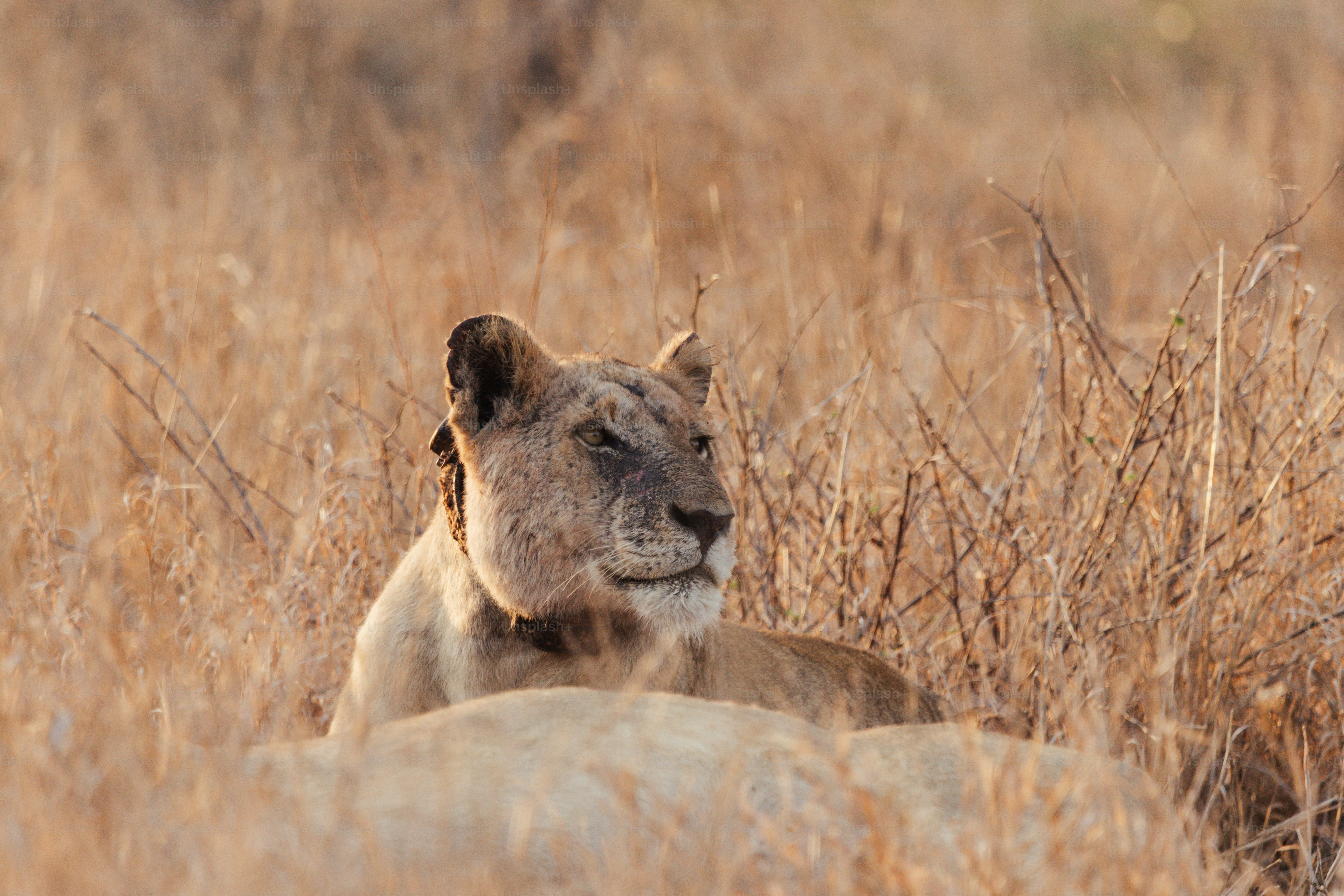Una leonessa riposa nell'erba alta e secca.