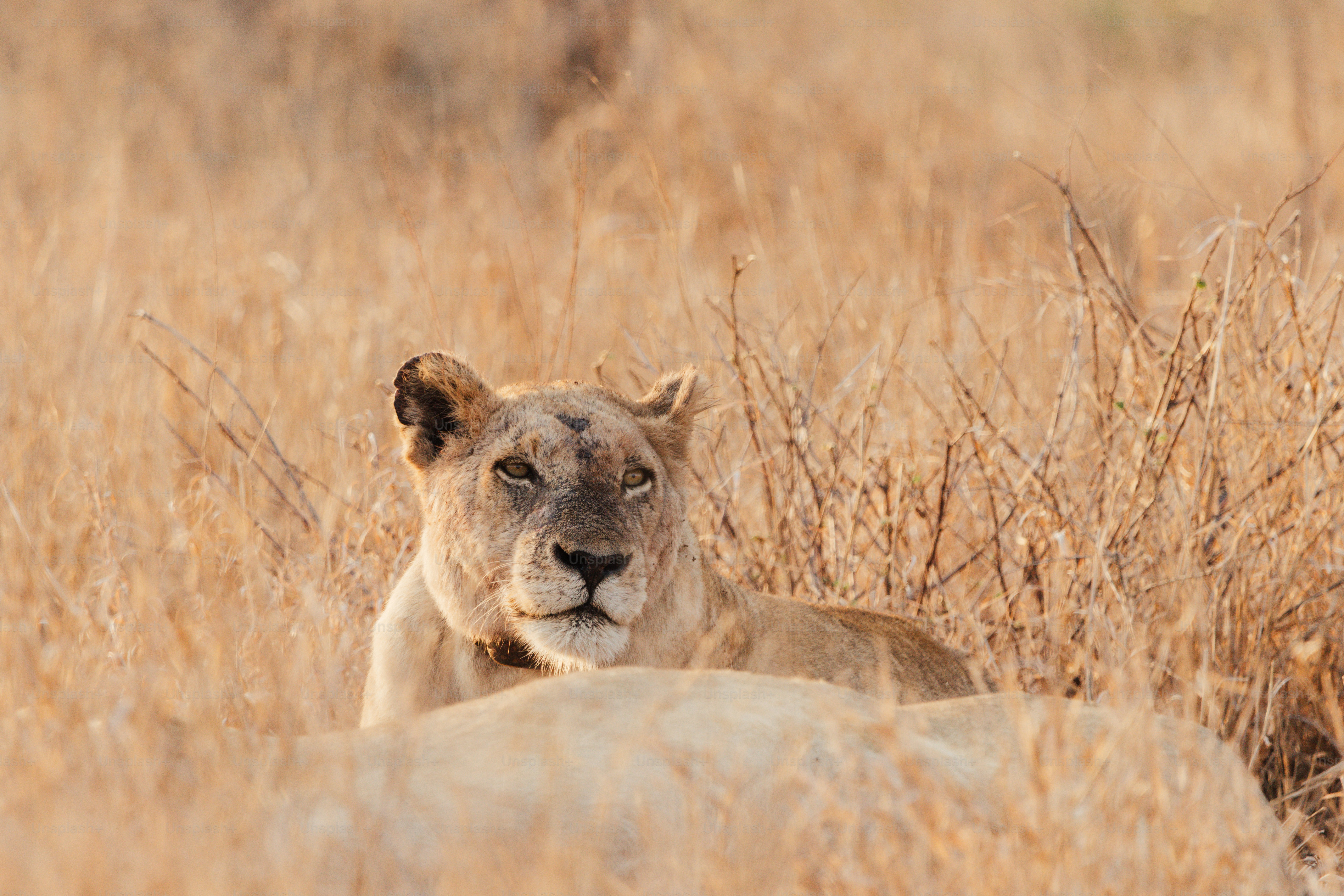 La lionne se reposant dans l’herbe sèche pendant l’heure dorée.