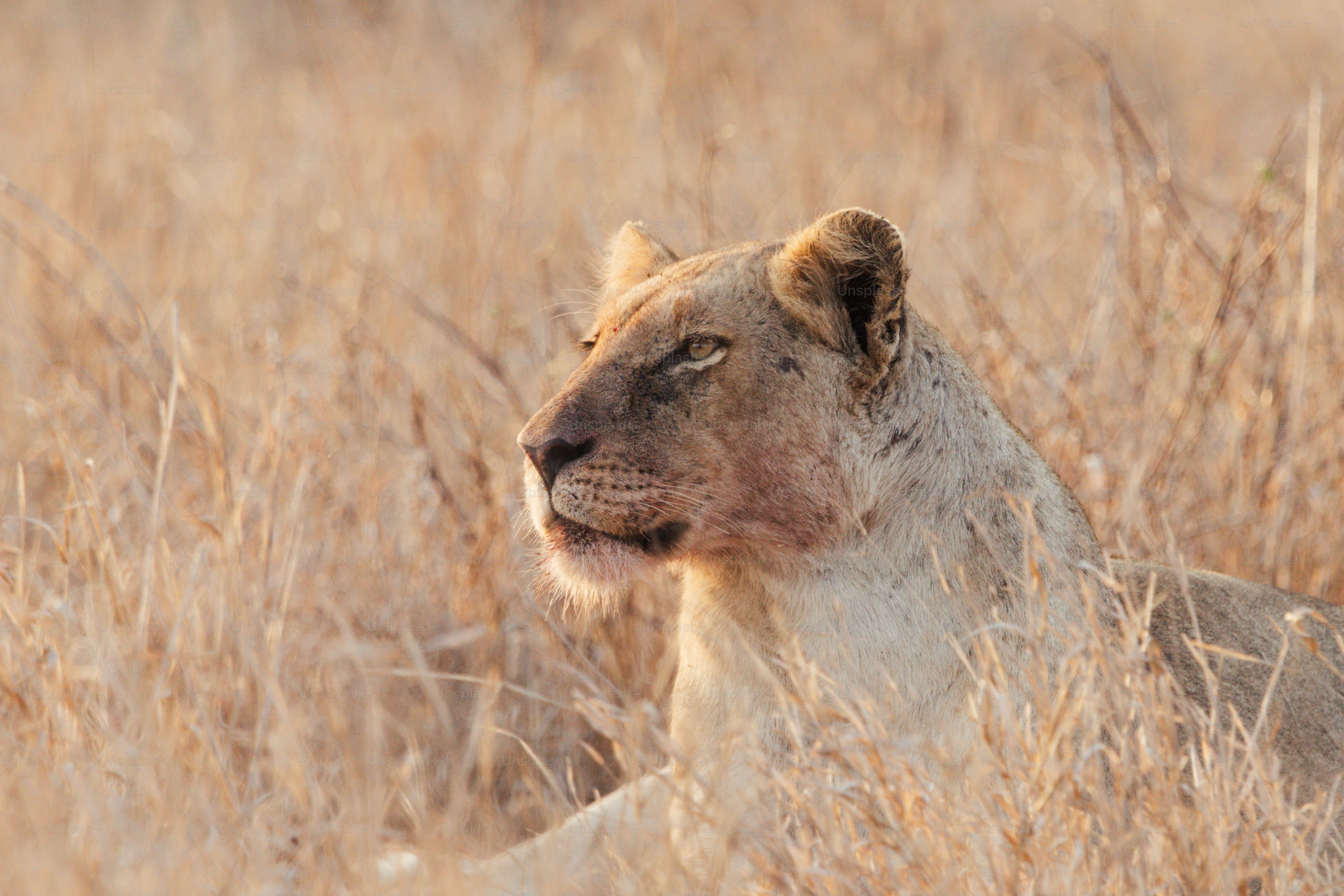 Leonessa che riposa nell'erba secca alta