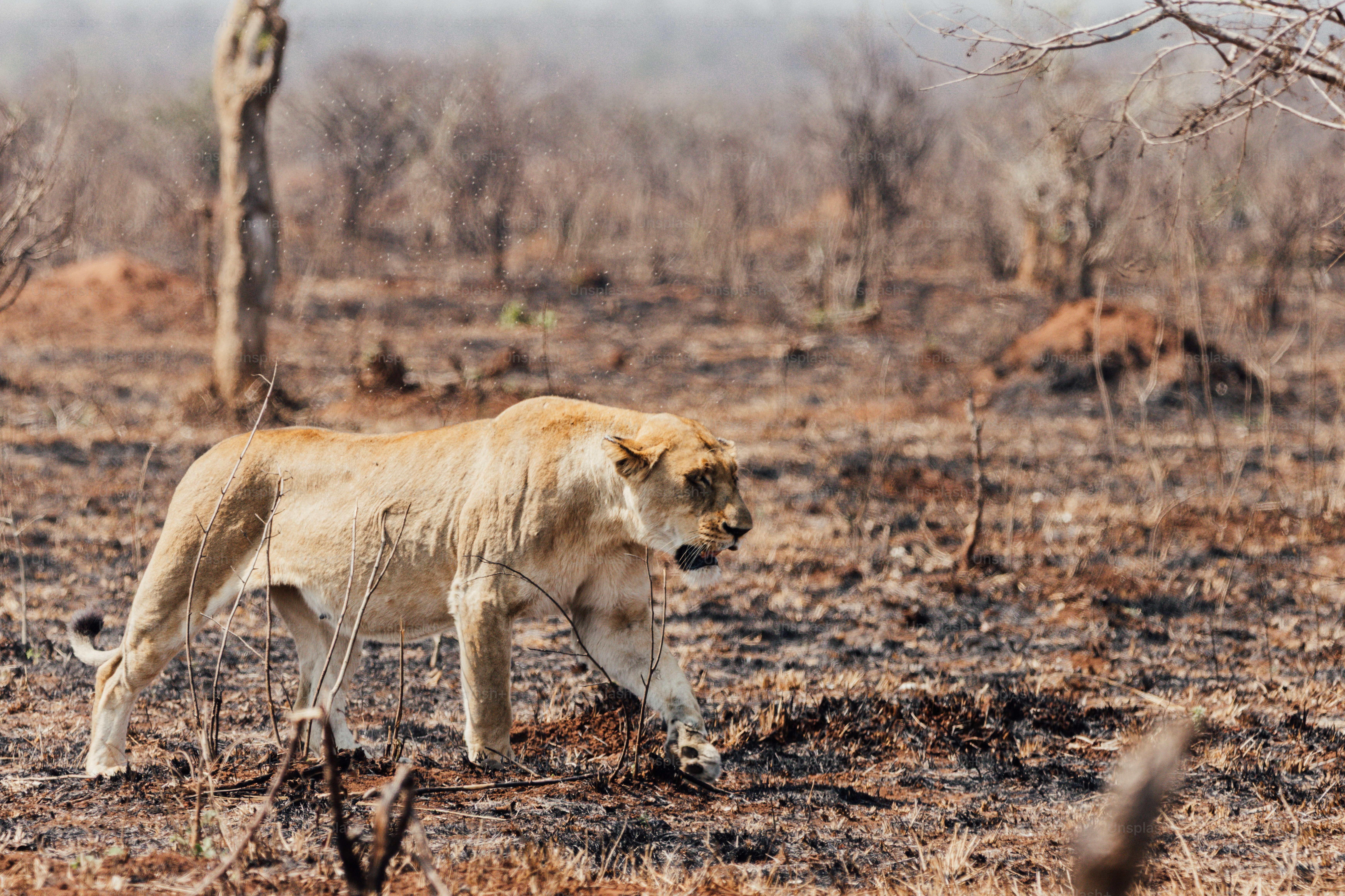 Lioness cammina attraverso un paesaggio secco e bruciato.
