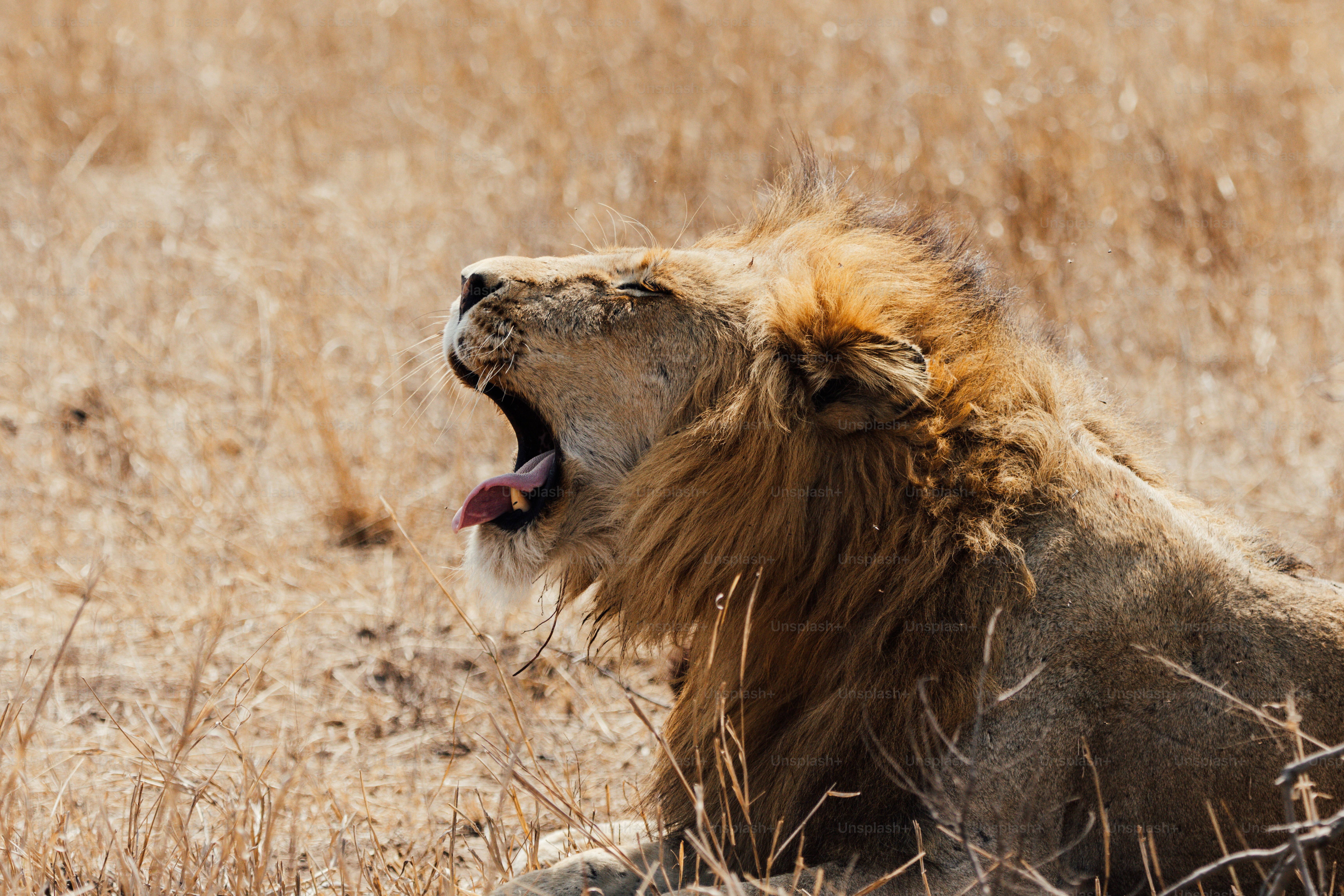 Un leone sbadiglia ampiamente in un campo asciutto e erboso.