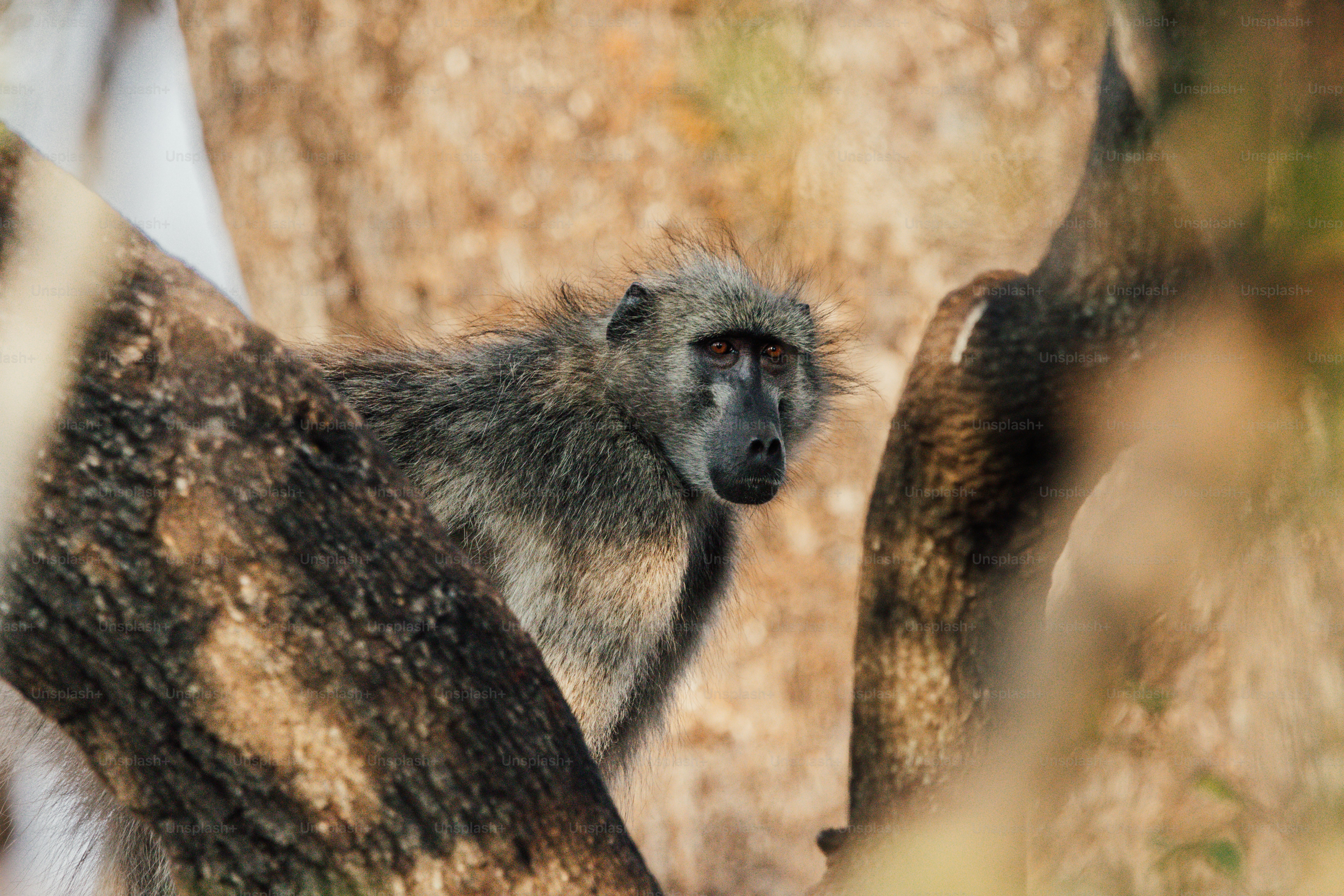 Ein Pavian, der durch Äste lugt