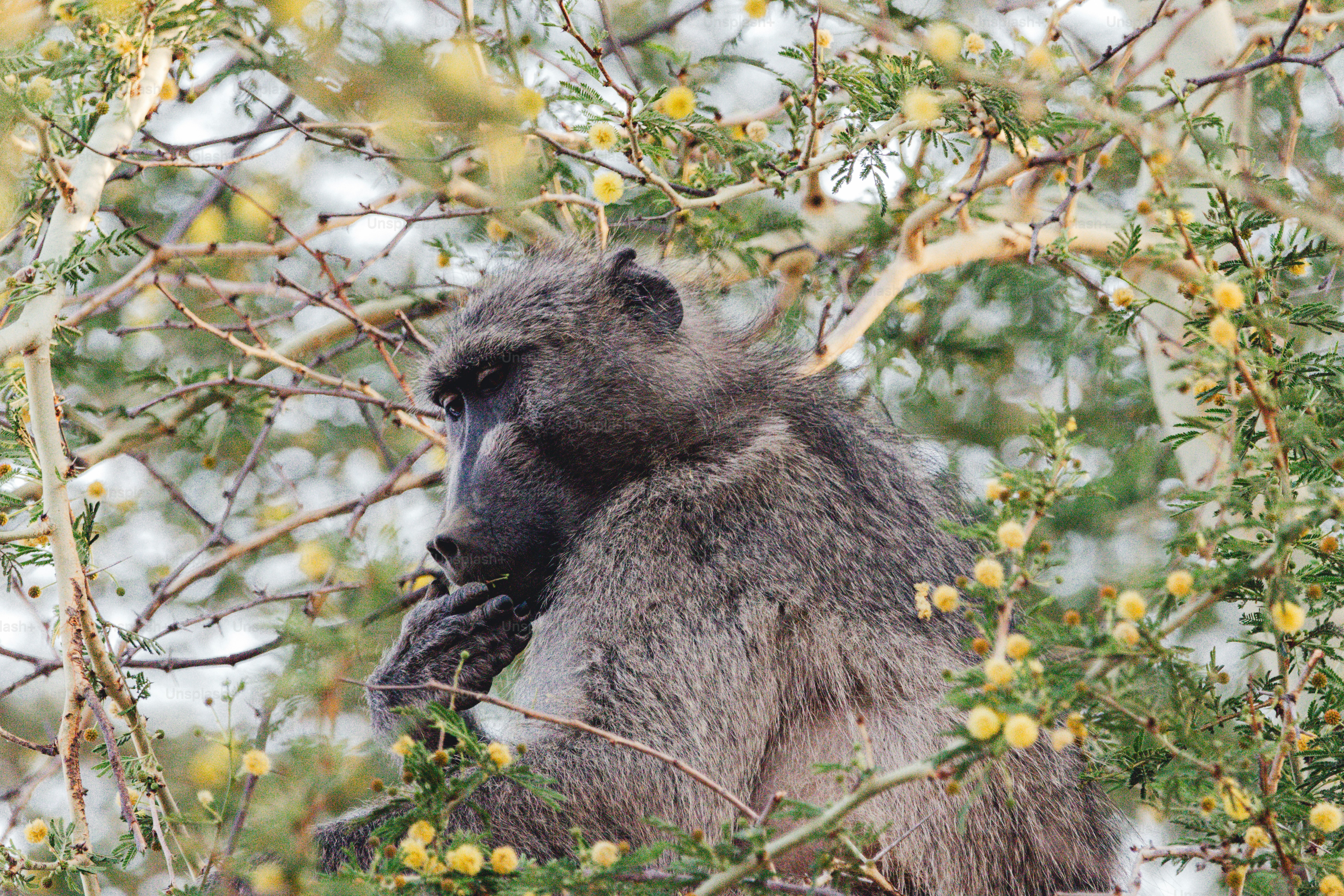 Un babbuino siede su un albero con fiori gialli.
