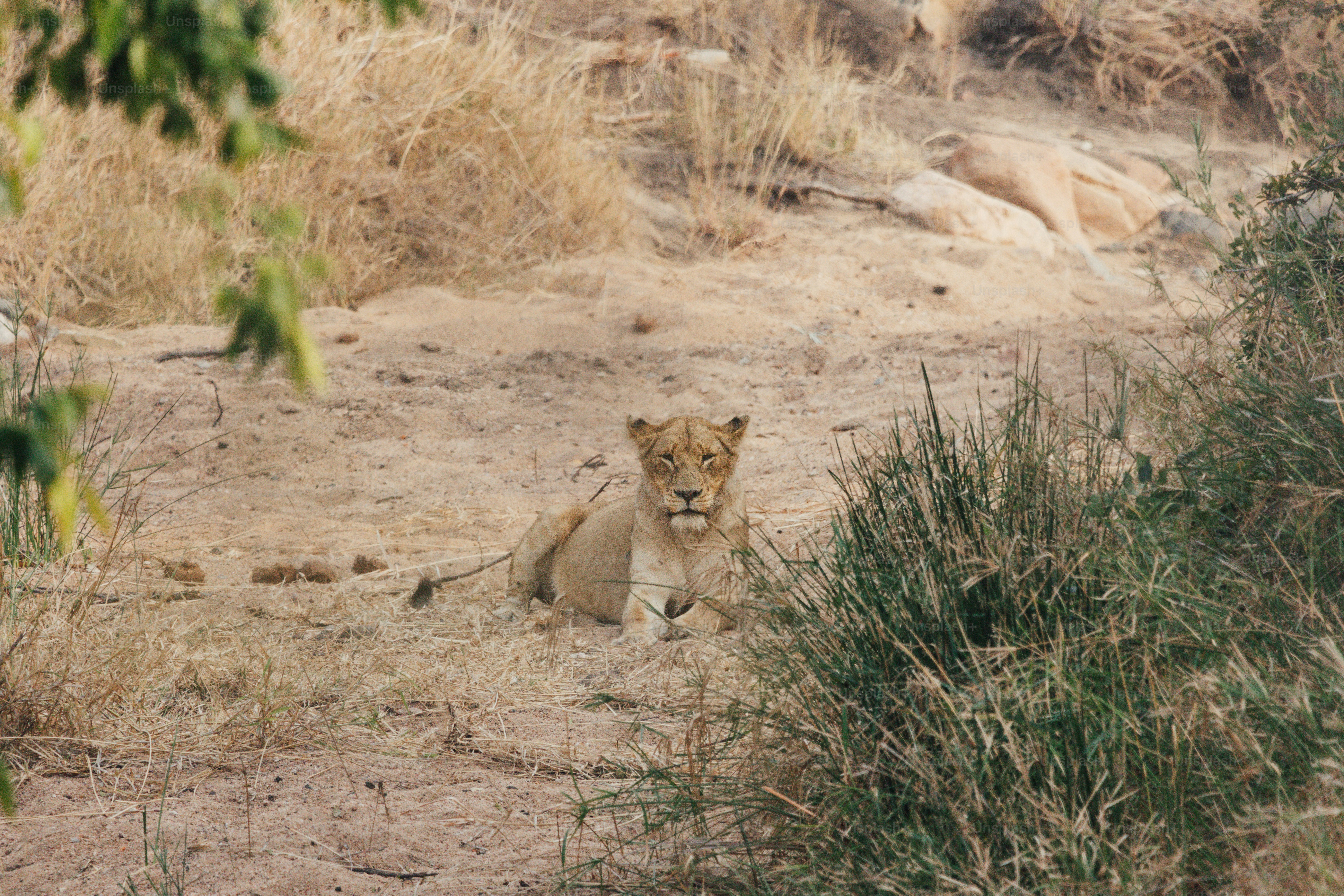 Eine Löwin ruht auf trockenem, sandigem Boden.