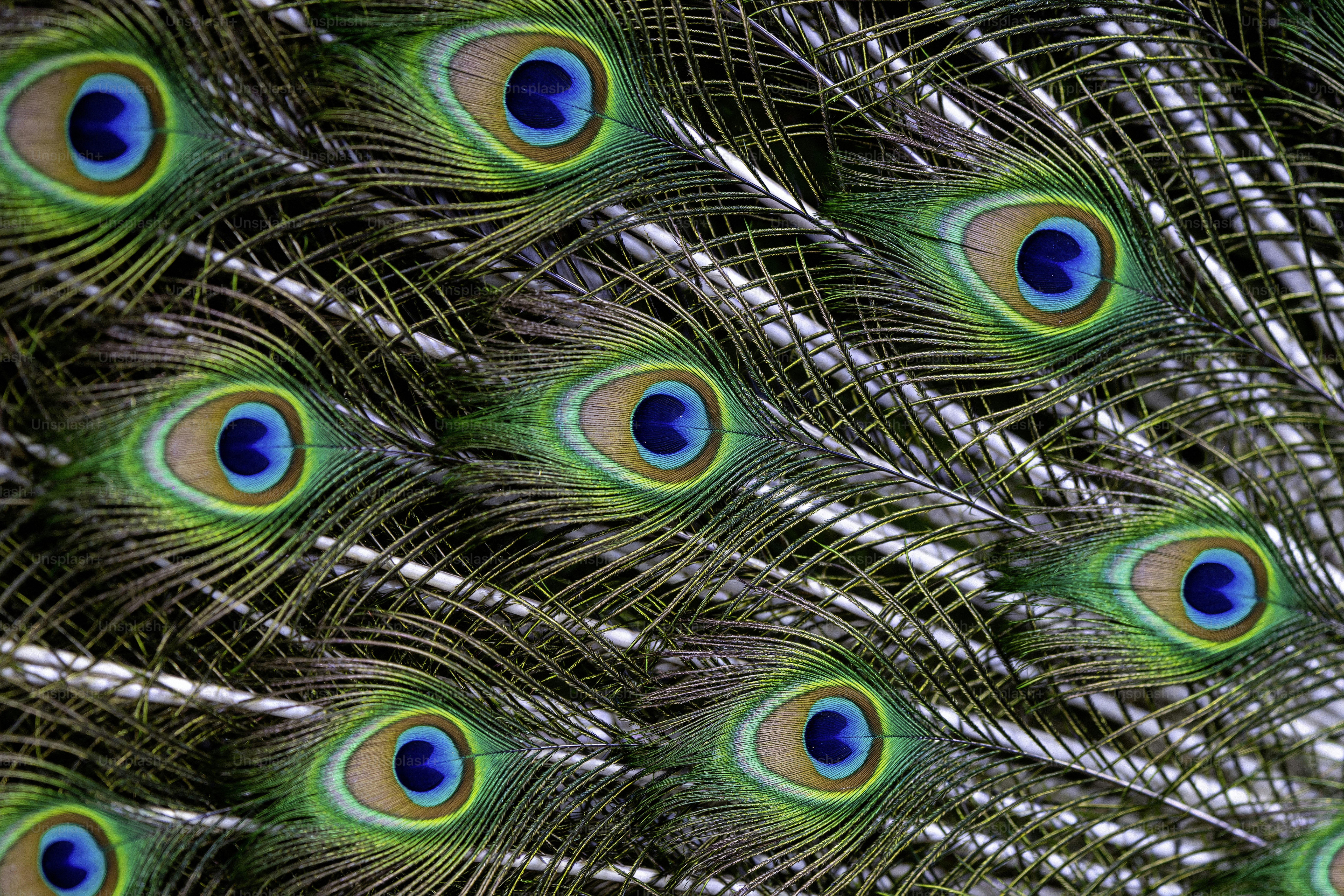 Close-up of vibrant peacock feathers with blue and green eyes. photo ...