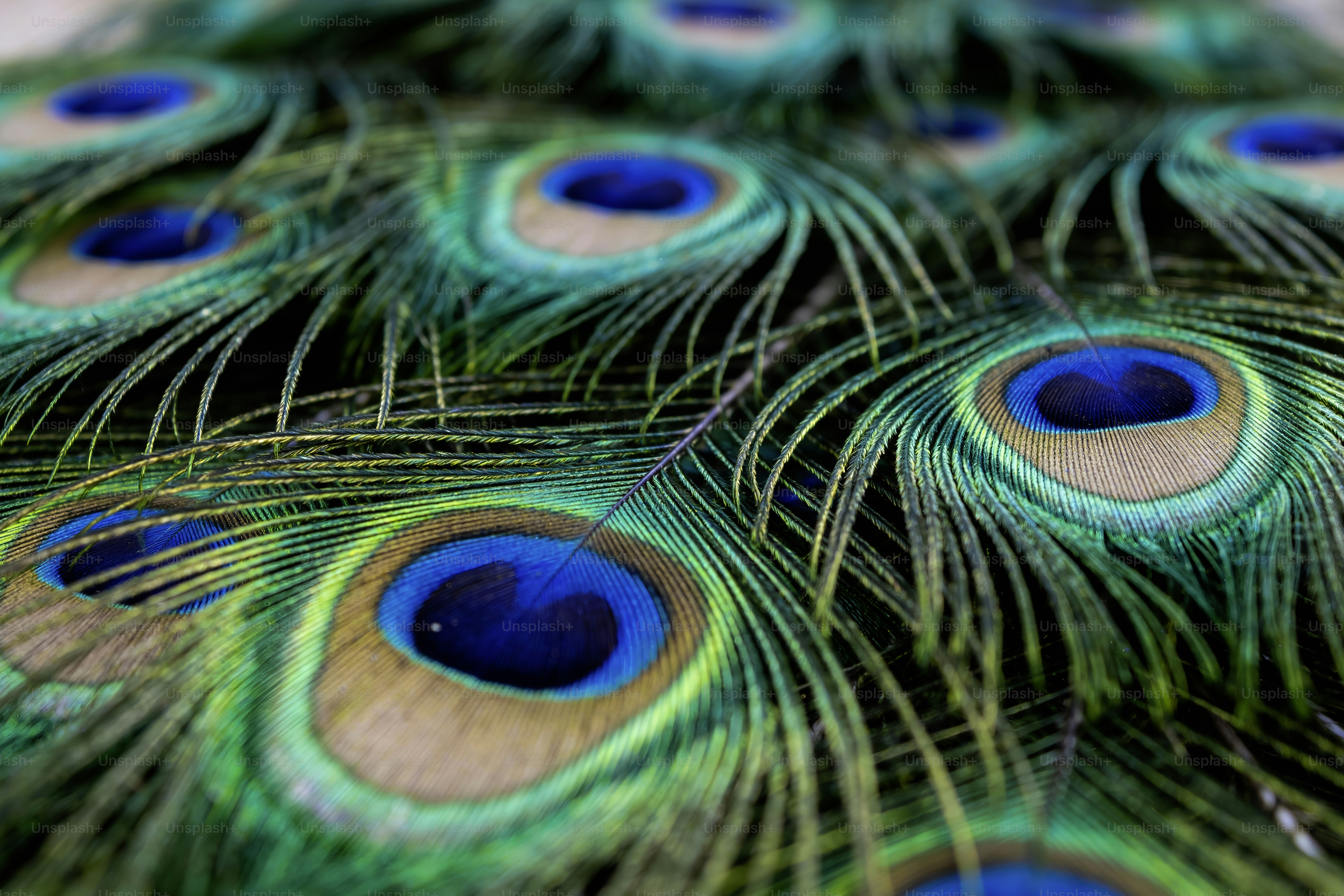 Close-up of vibrant peacock feathers with blue and green eyes. photo ...