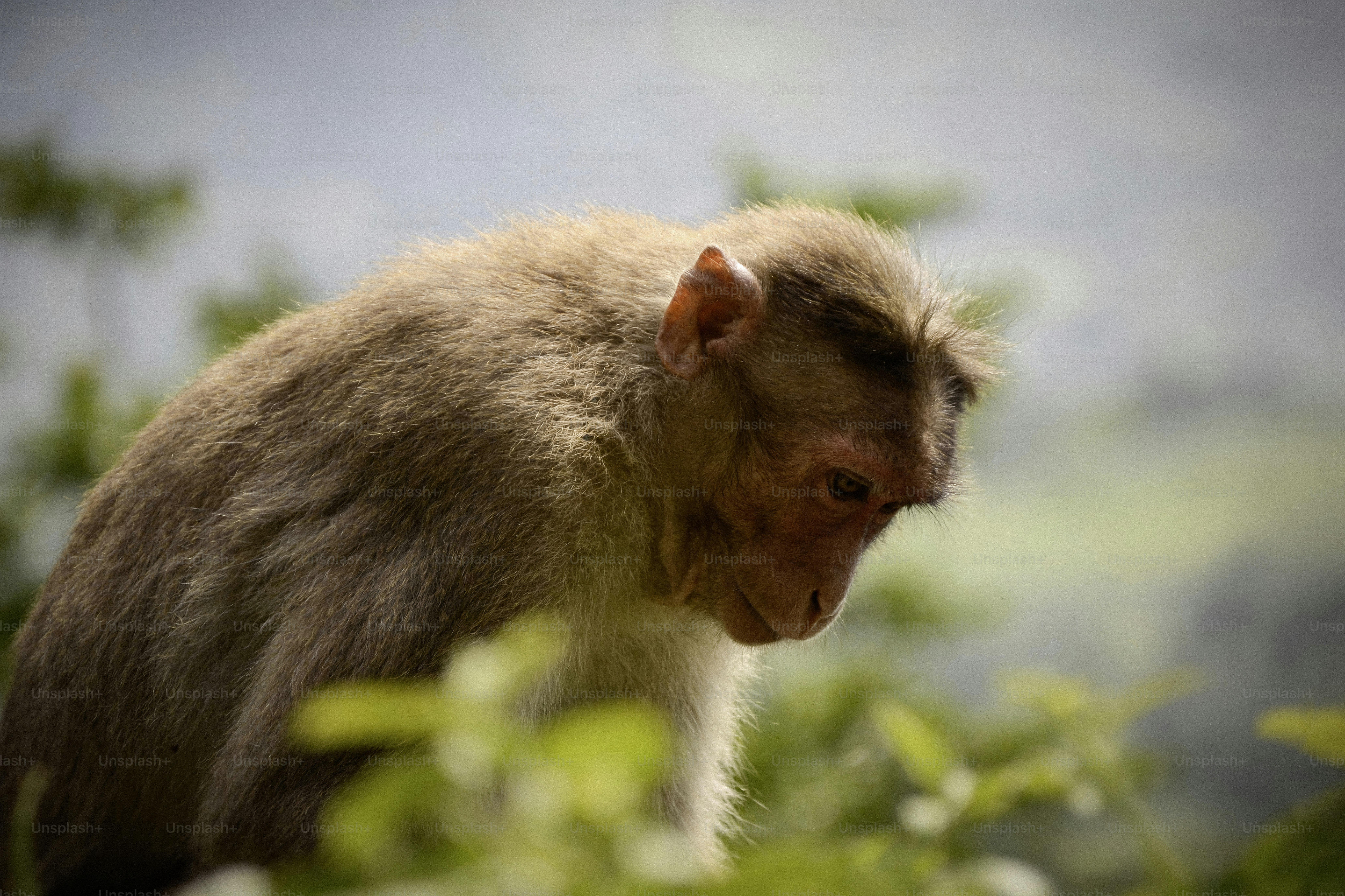 A monkey looking down in a natural setting.