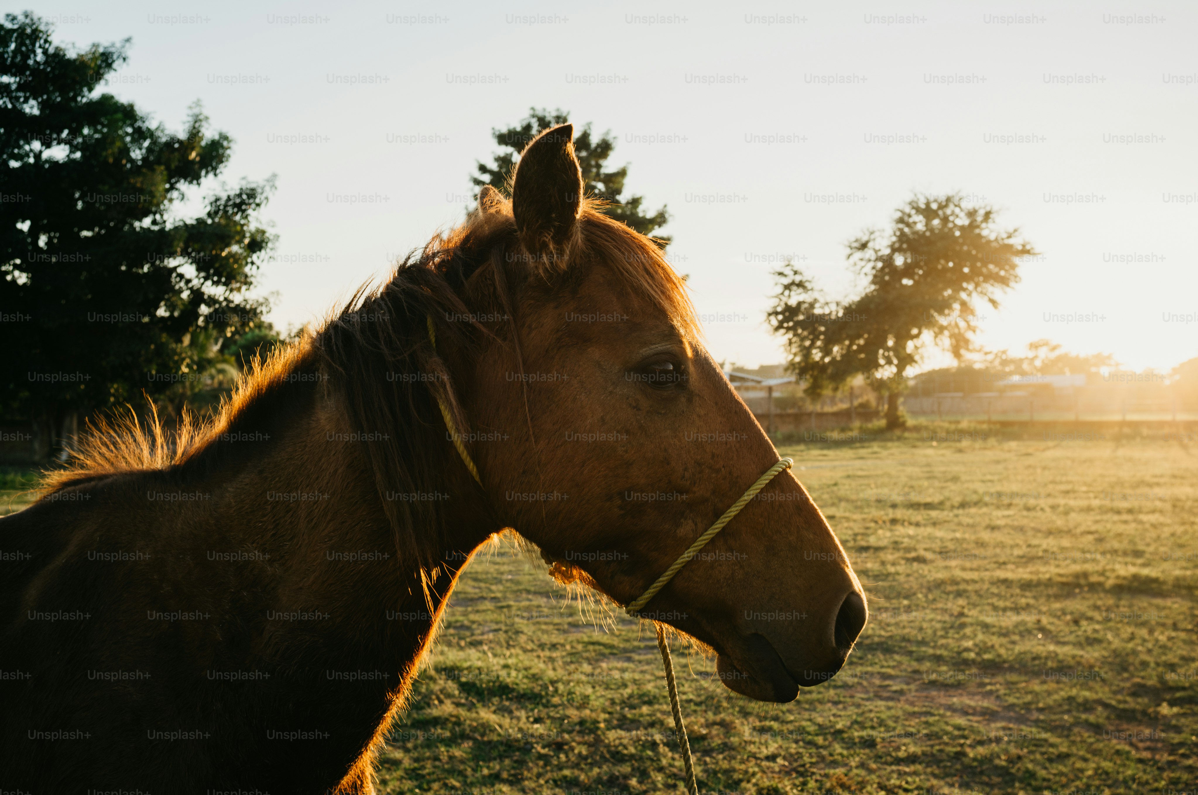 Caballo marrón en un campo al amanecer
