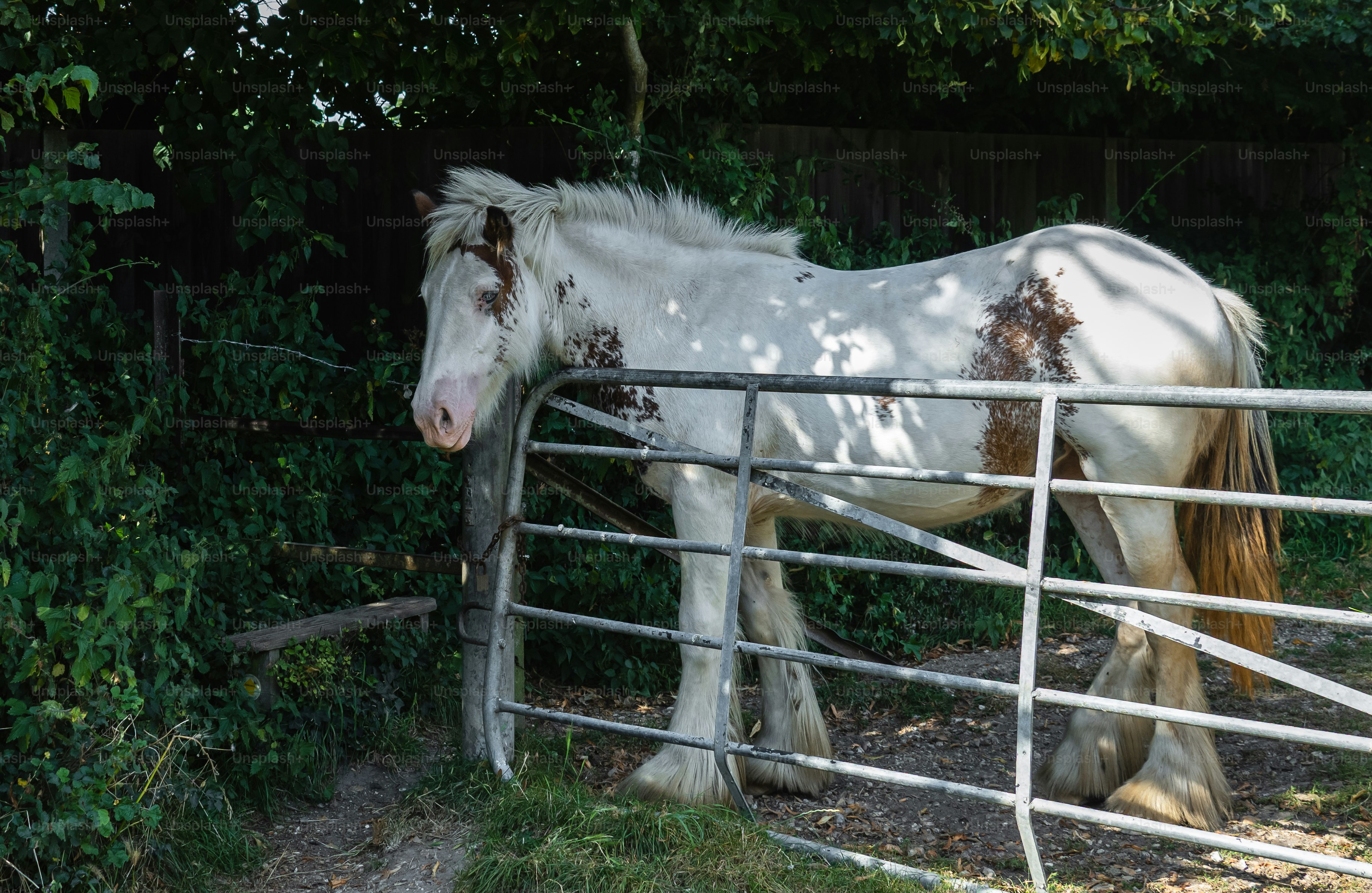 A white horse with brown spots stands by a gate.