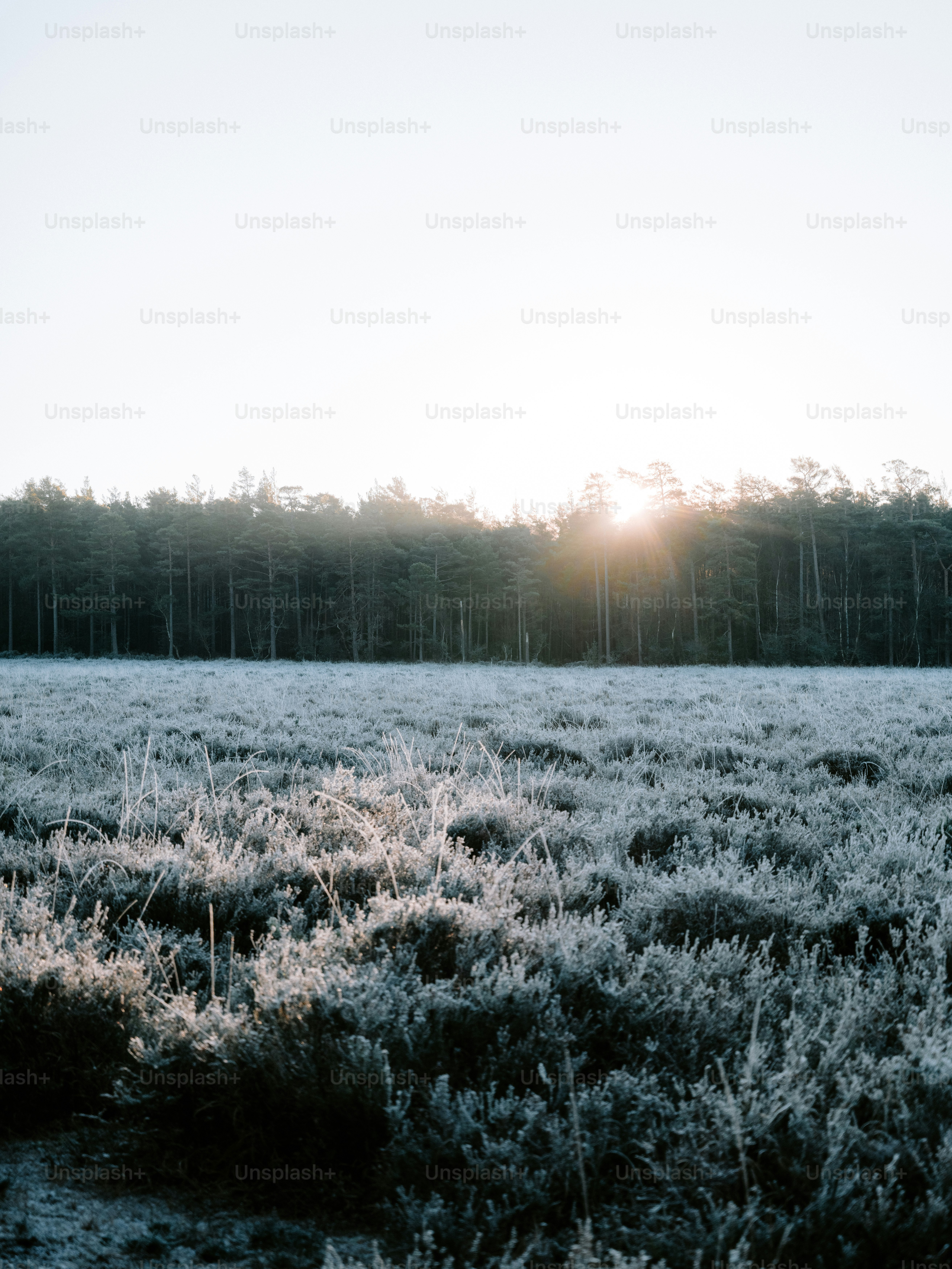 Sunrise over a frosty field with pine forest.