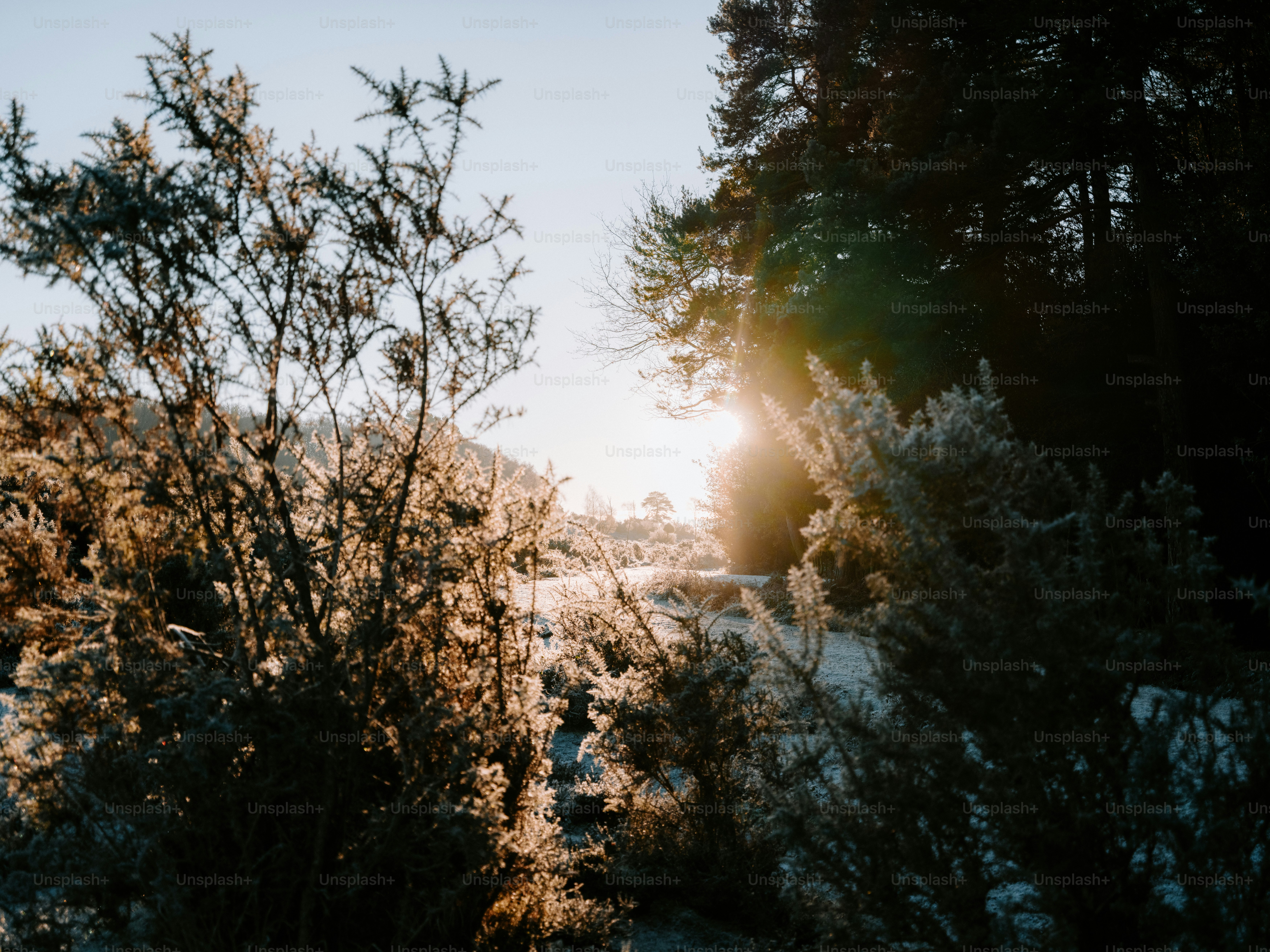 Sunlight shines through frosted branches in winter.