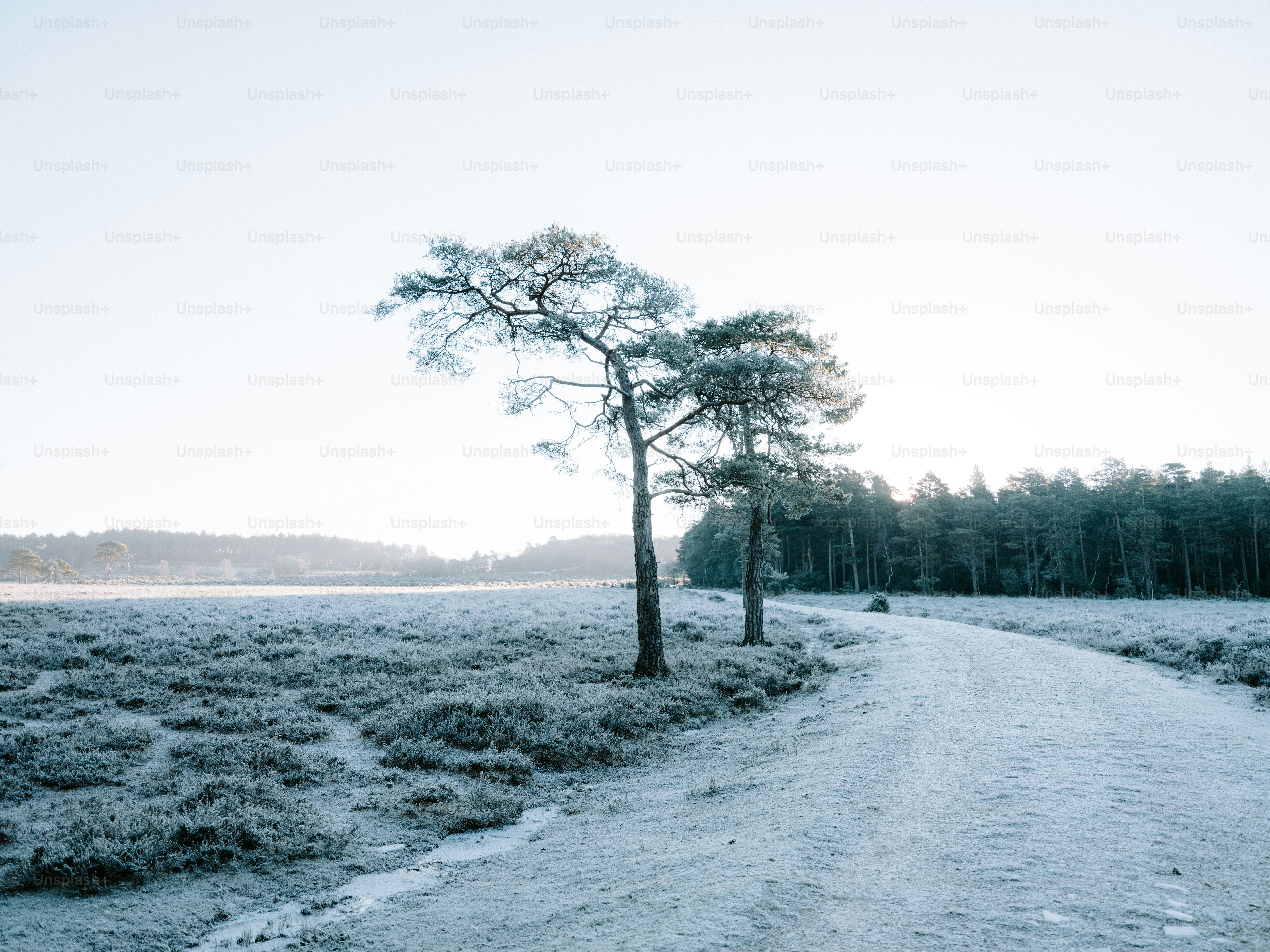 Two bare trees on a frosty winter path. photo – Winter Image on Unsplash