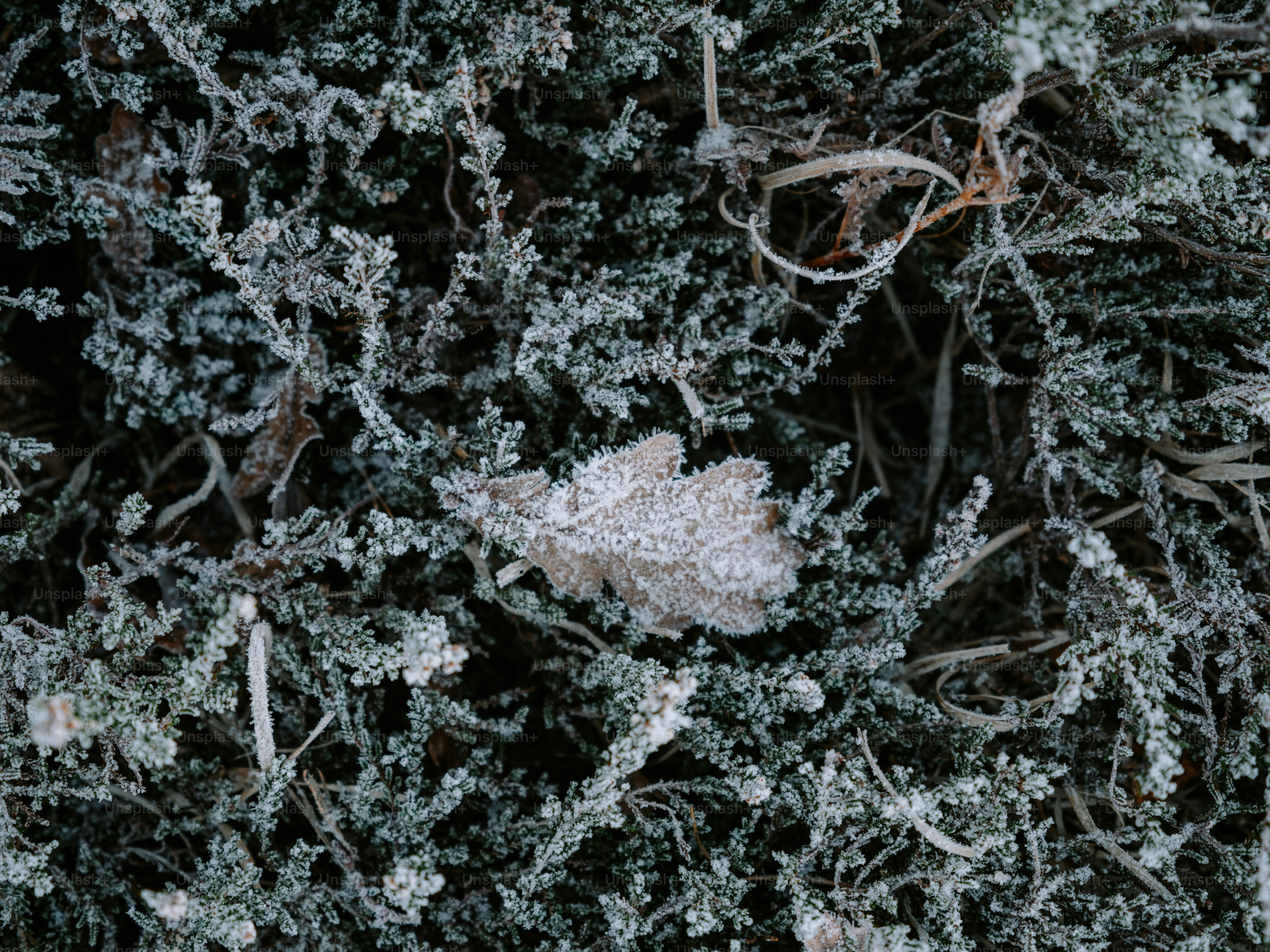 Frost covers a fallen leaf and vegetation.