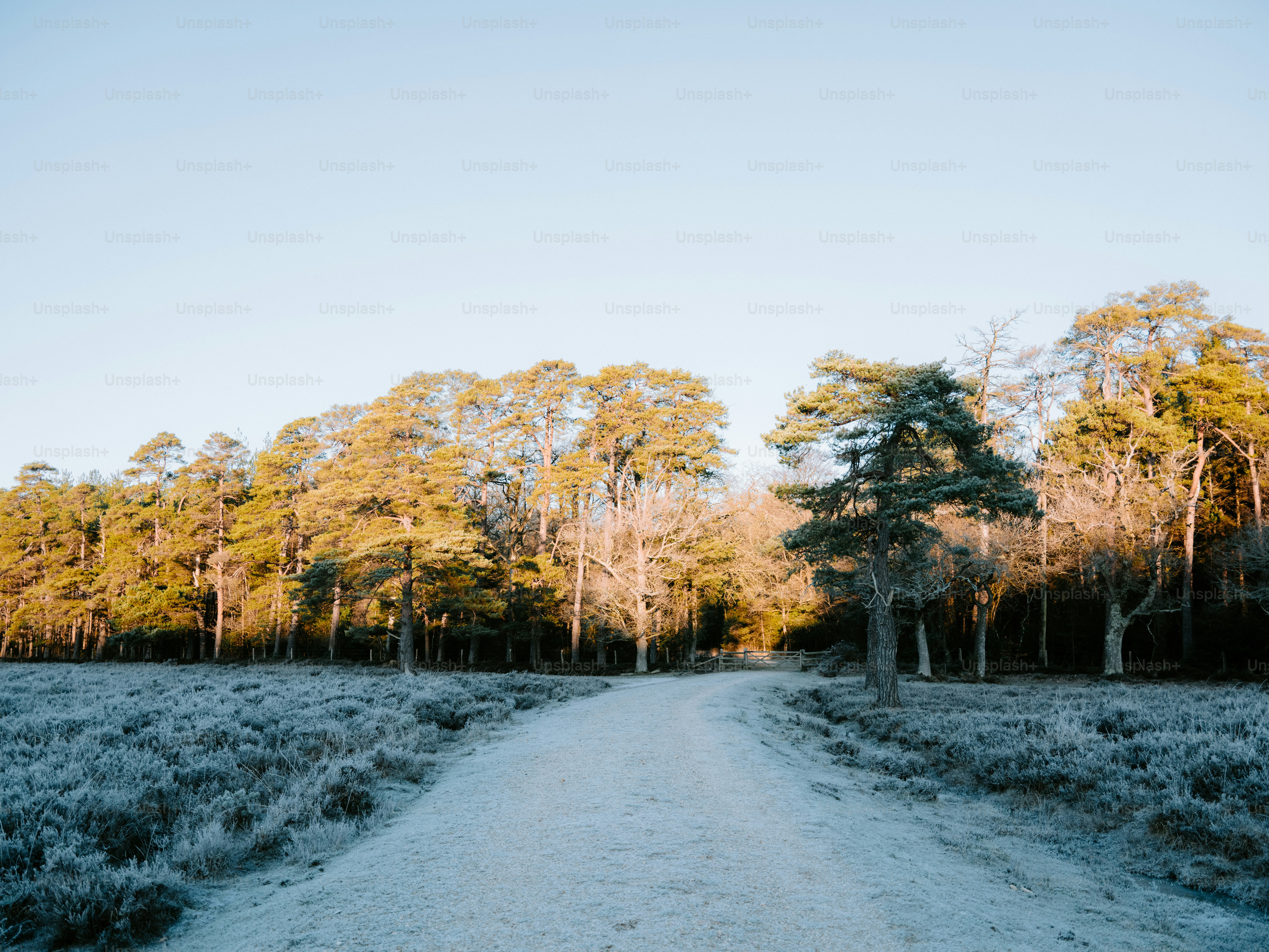 Two bare trees on a frosty winter path. photo – Winter Image on Unsplash