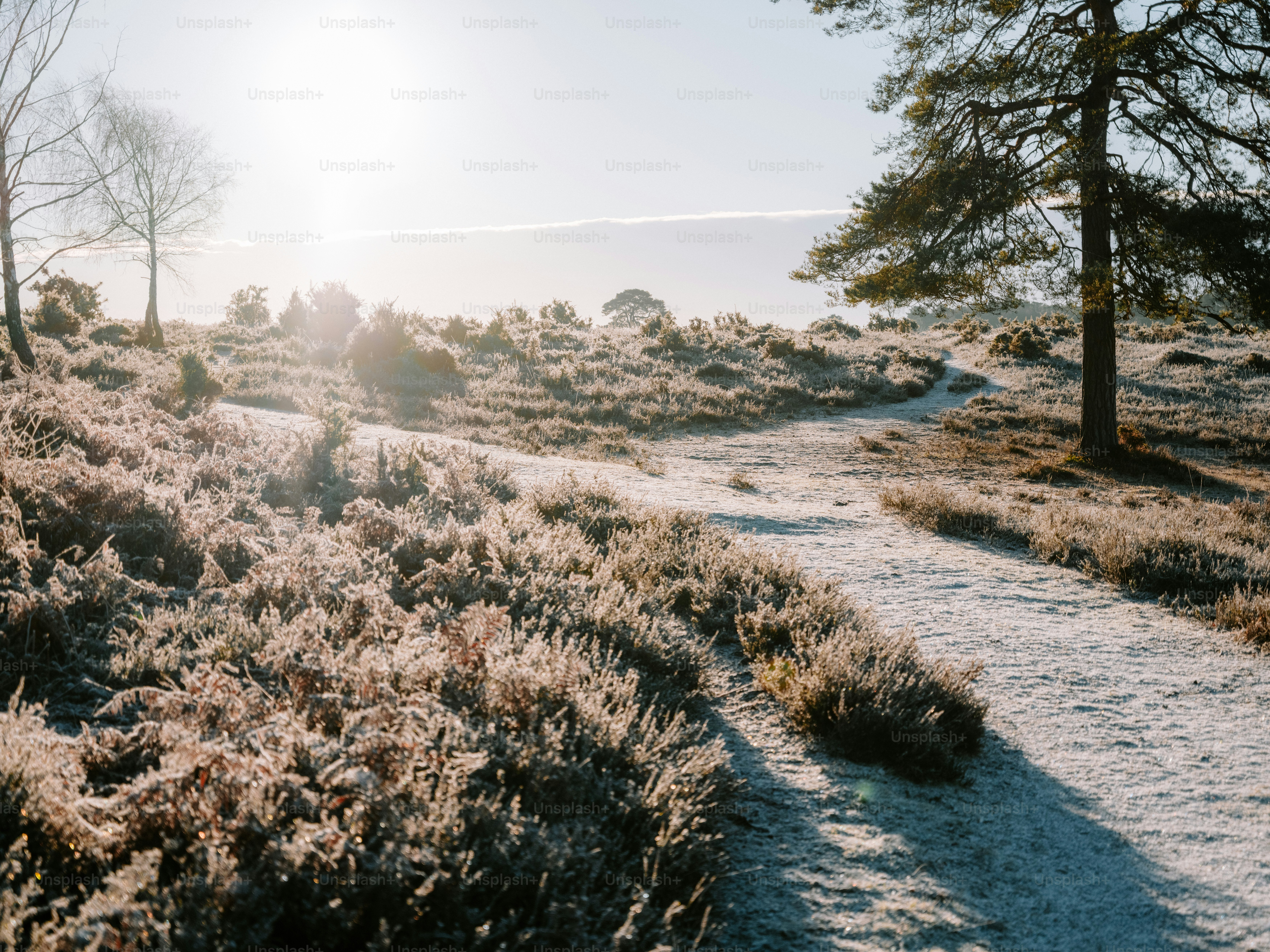 Two bare trees on a frosty winter path. photo – Winter Image on Unsplash