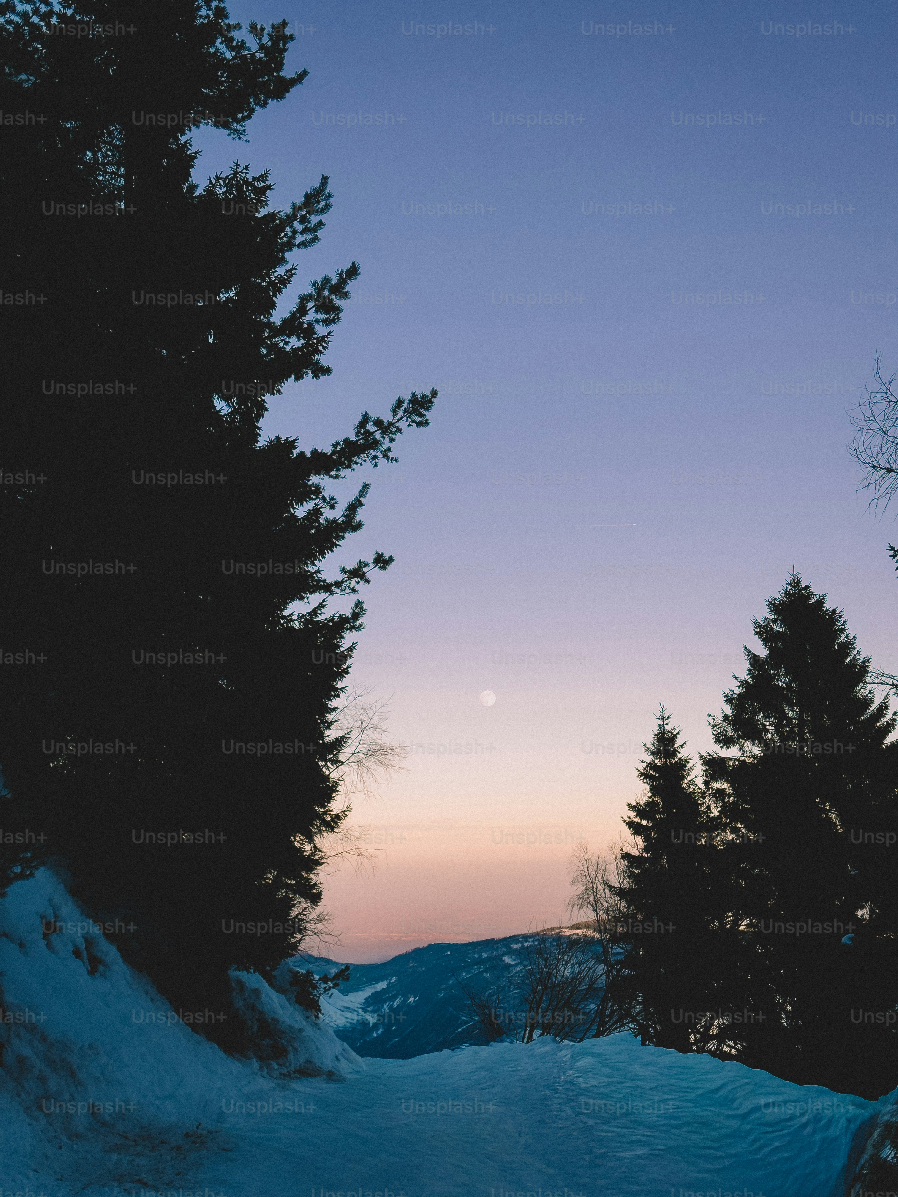 Snowy path through pine trees at dusk