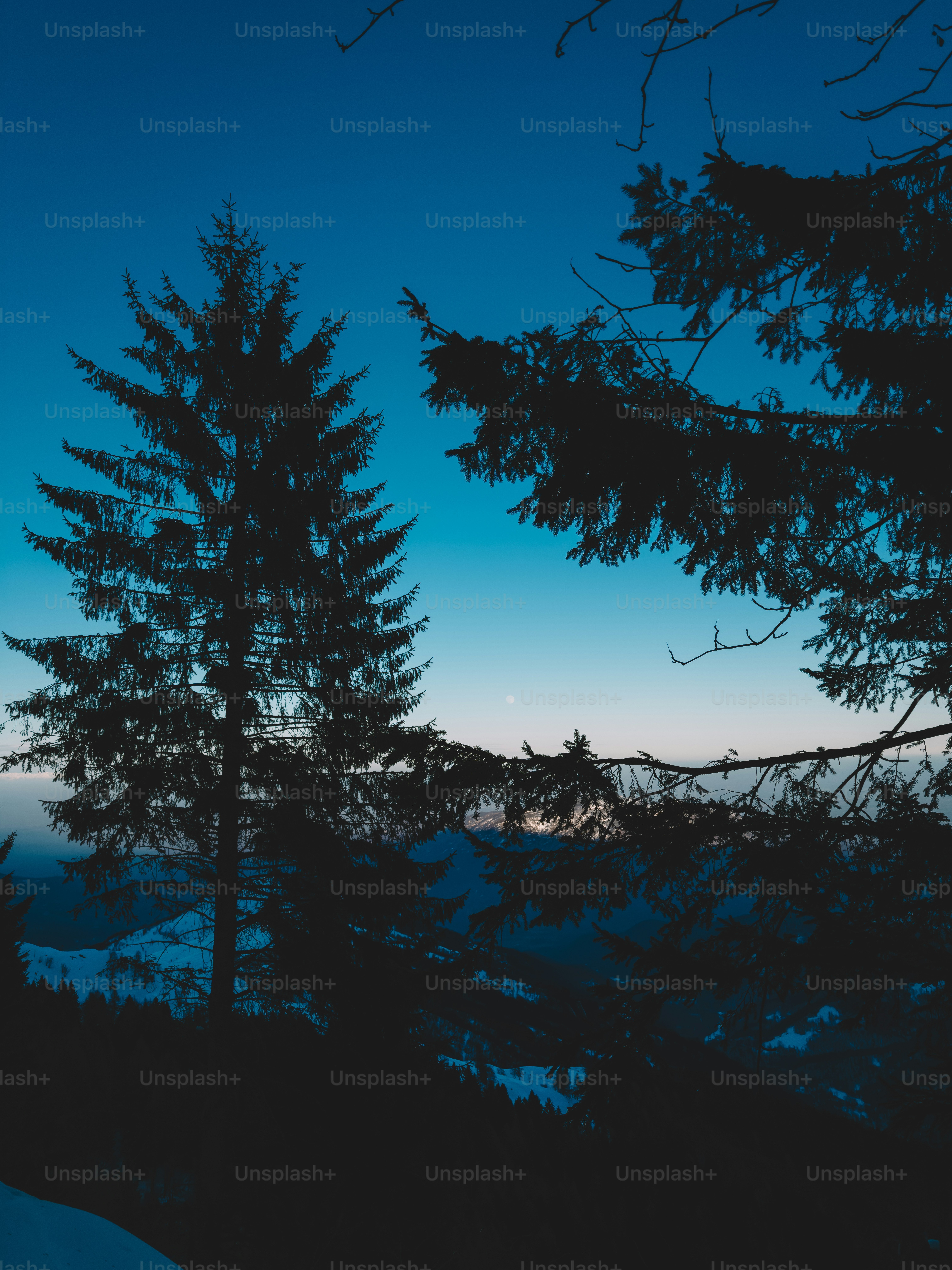 Silueta de pinos contra un cielo crepuscular