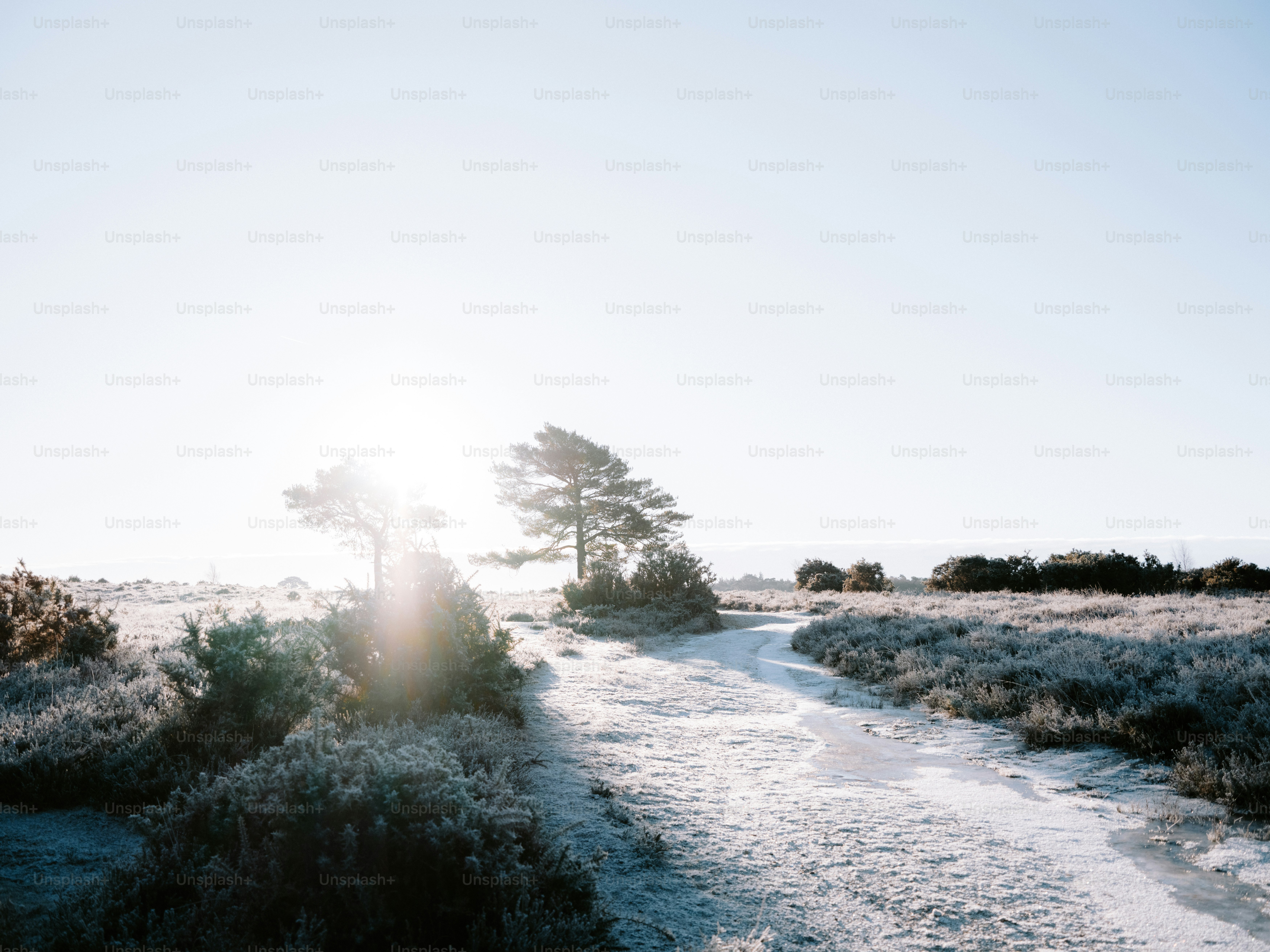 Sunlight streams through a frosty forest path. photo – Winter Image on ...