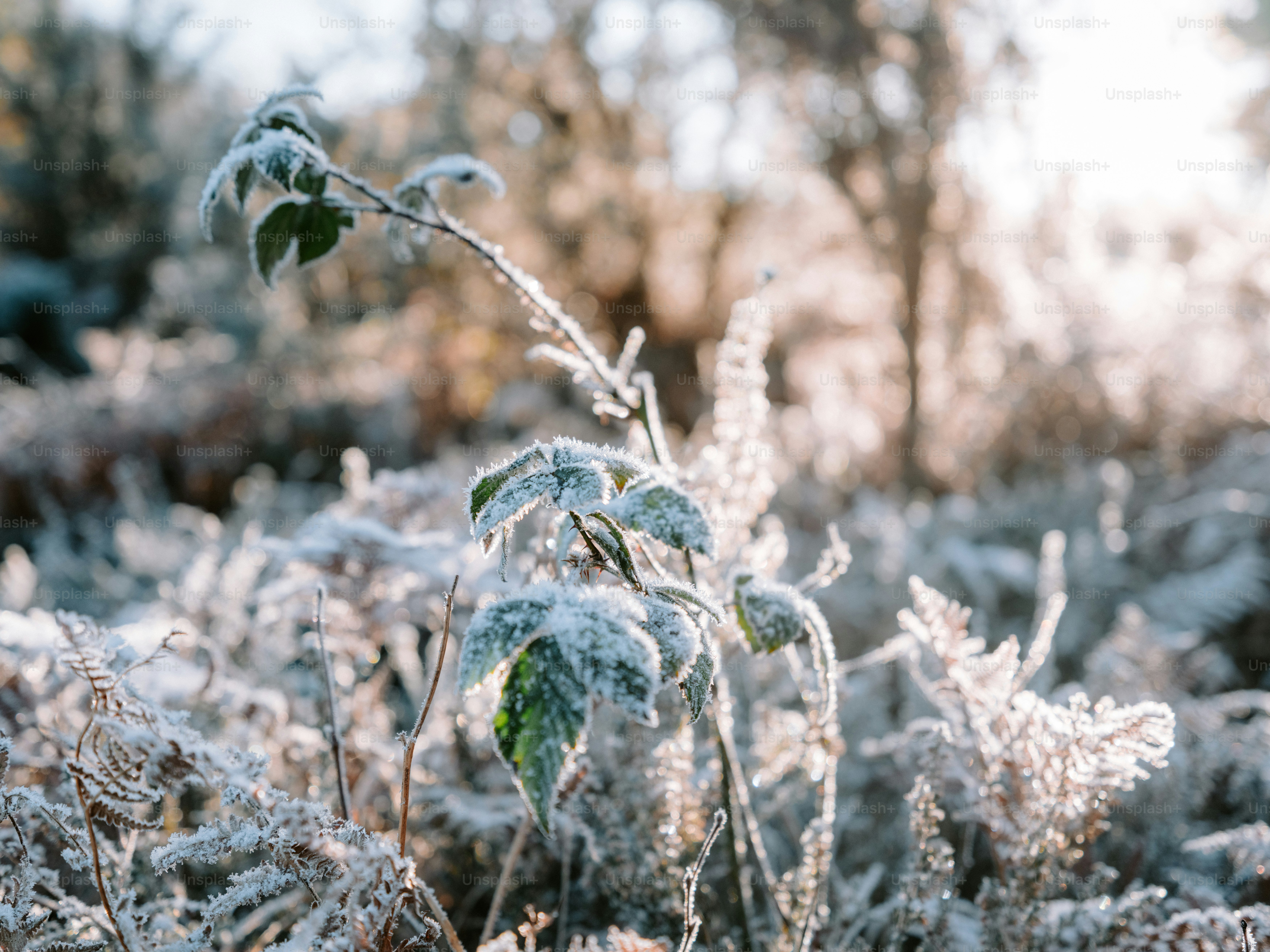 Los cuatro elementos | UMH Sapiens no.36 by UMH Sapiens - Issuu, image size:3000x2250