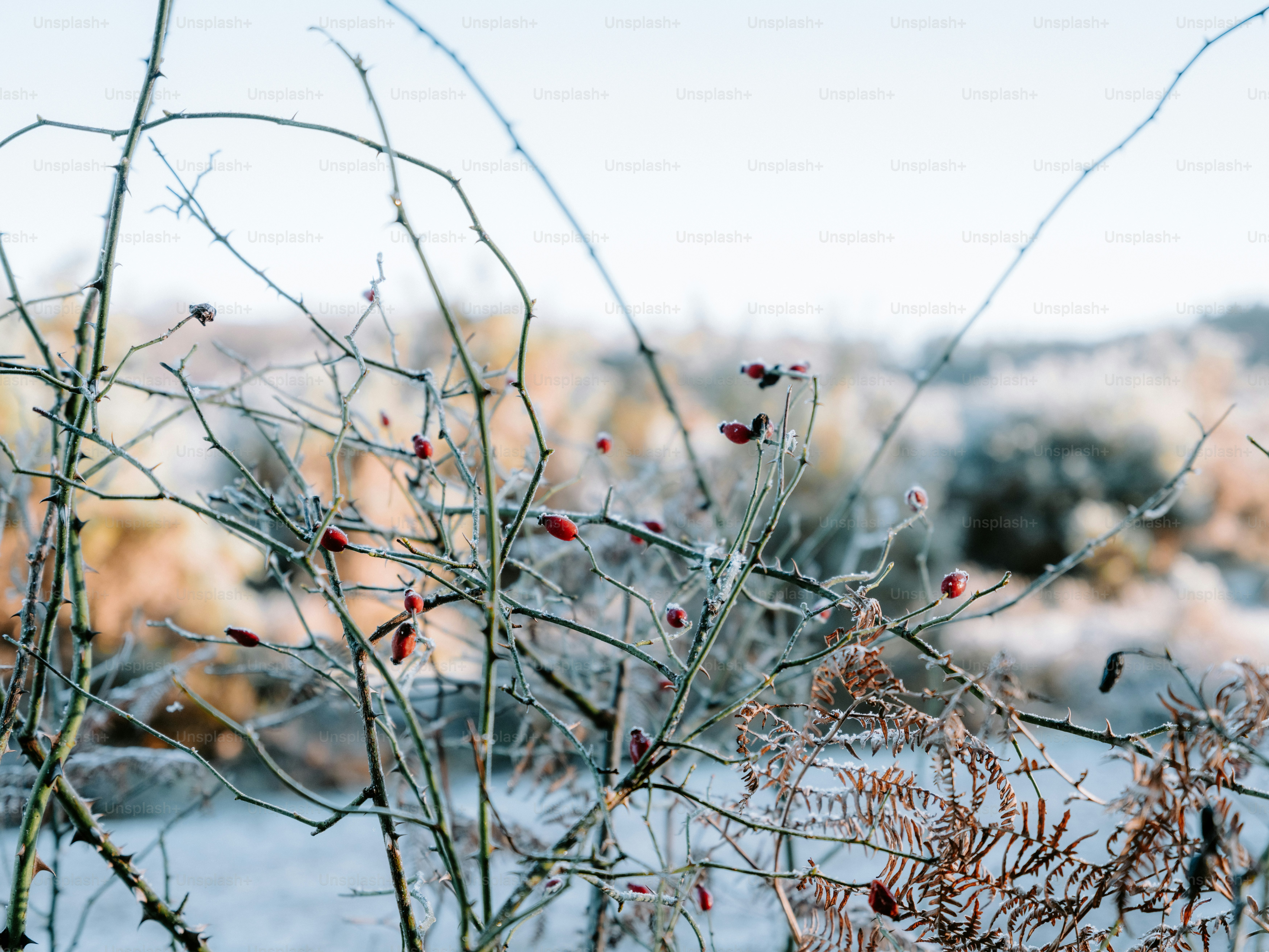 Frost-covered branches with red berries in winter