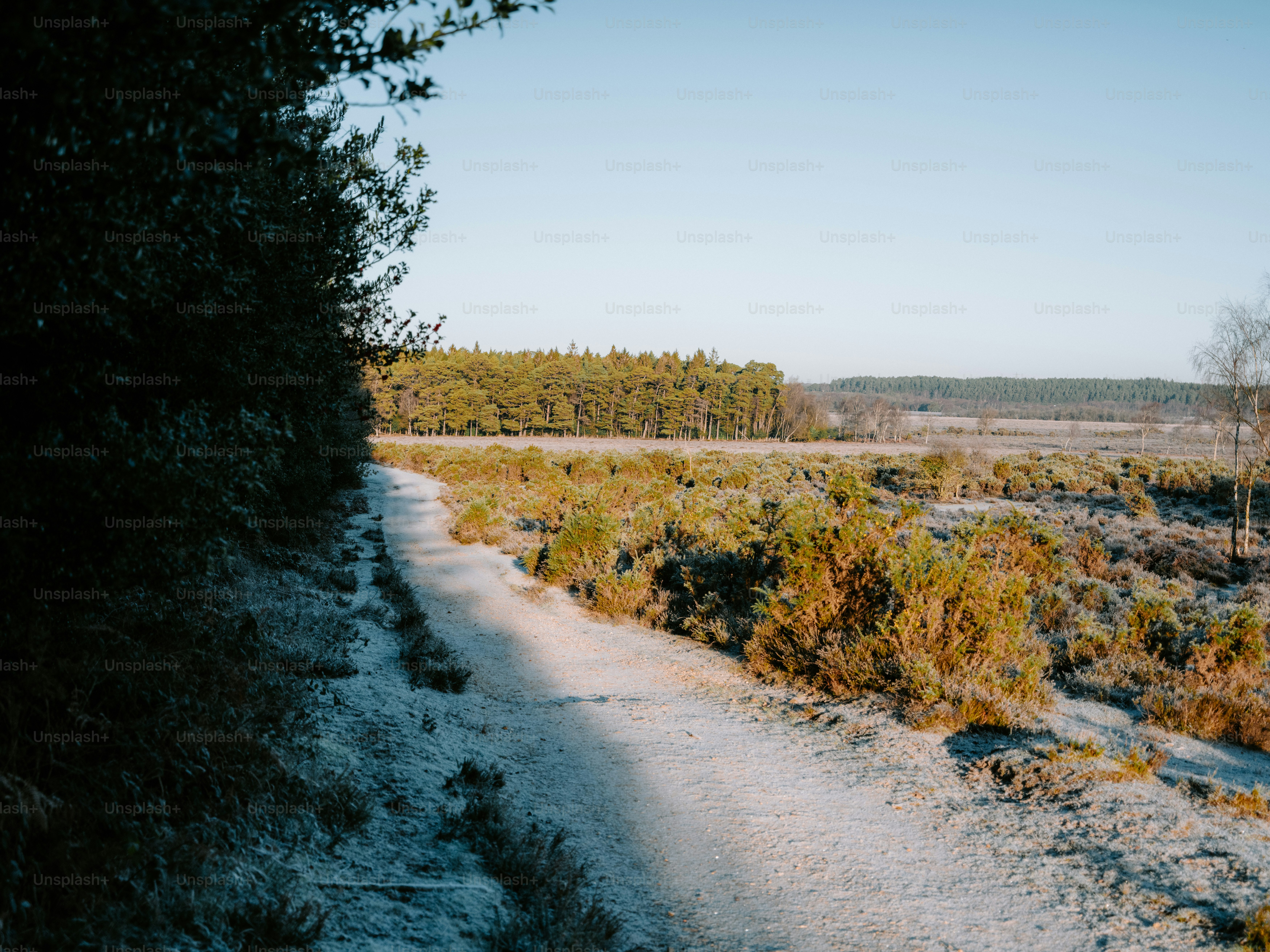 冬の景色の中の霜の道、木々が生い茂る。