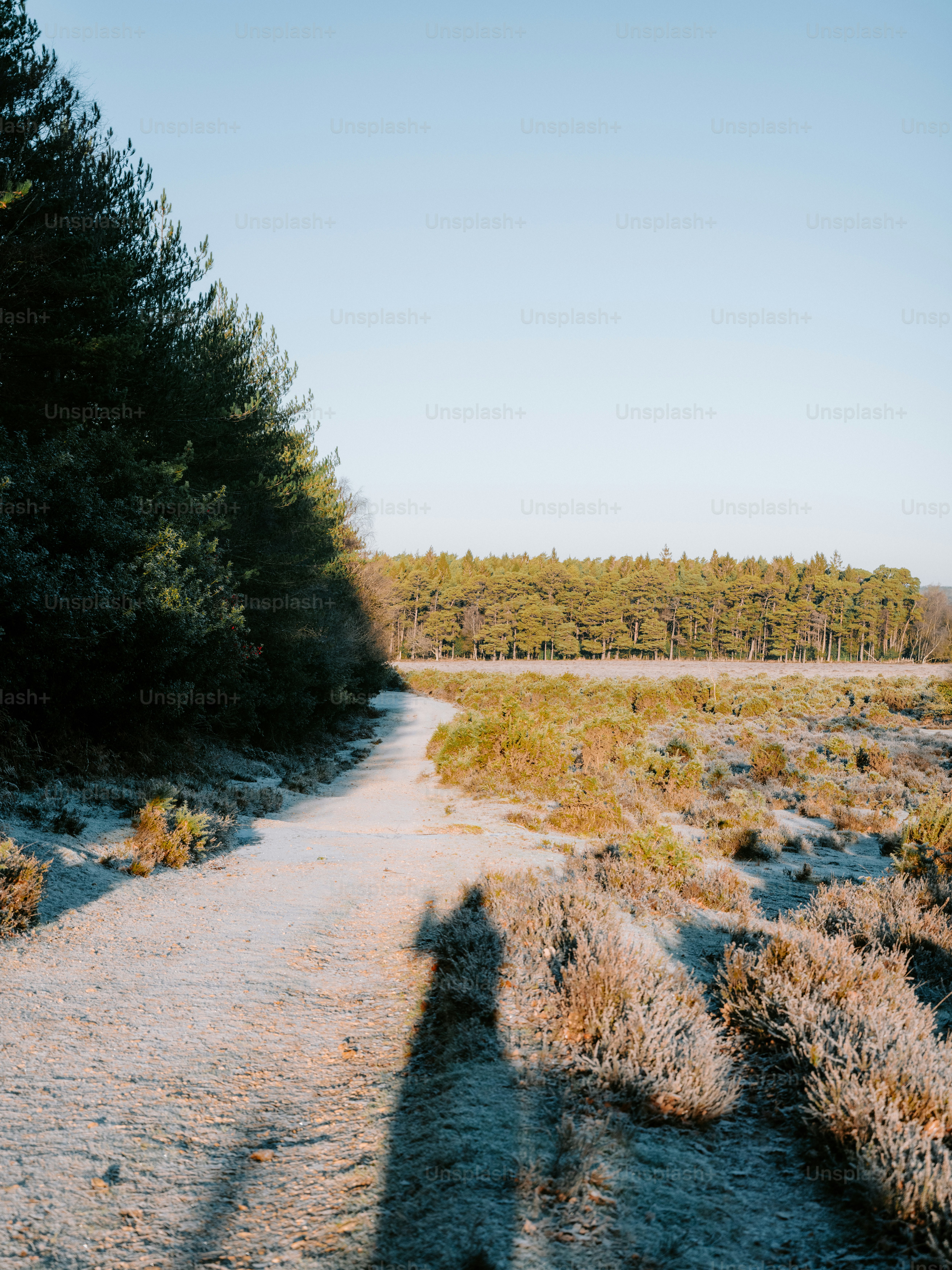 Sunlight streams through a frosty forest path. photo – Winter Image on ...