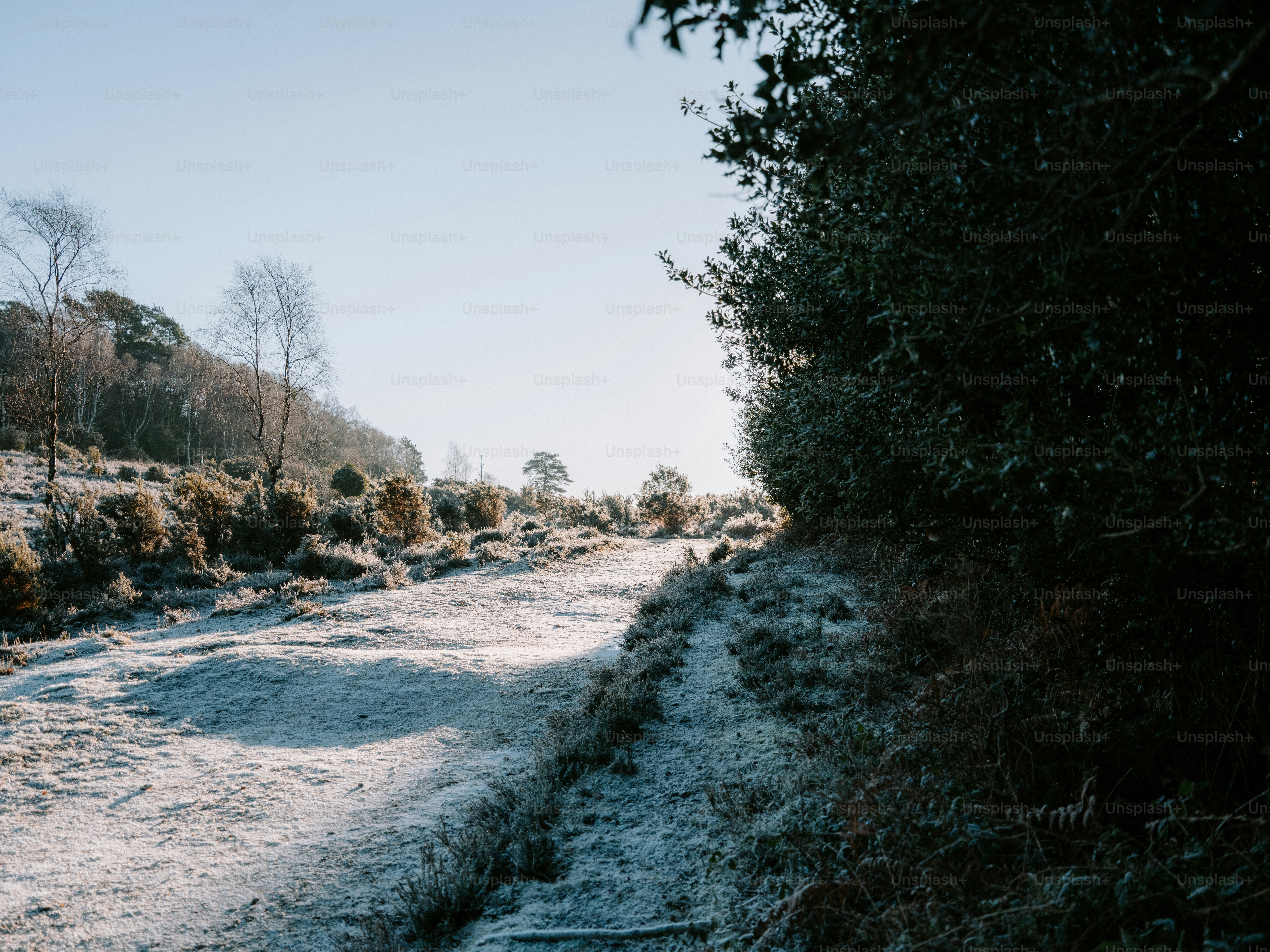 Frosty path through a sunlit winter landscape