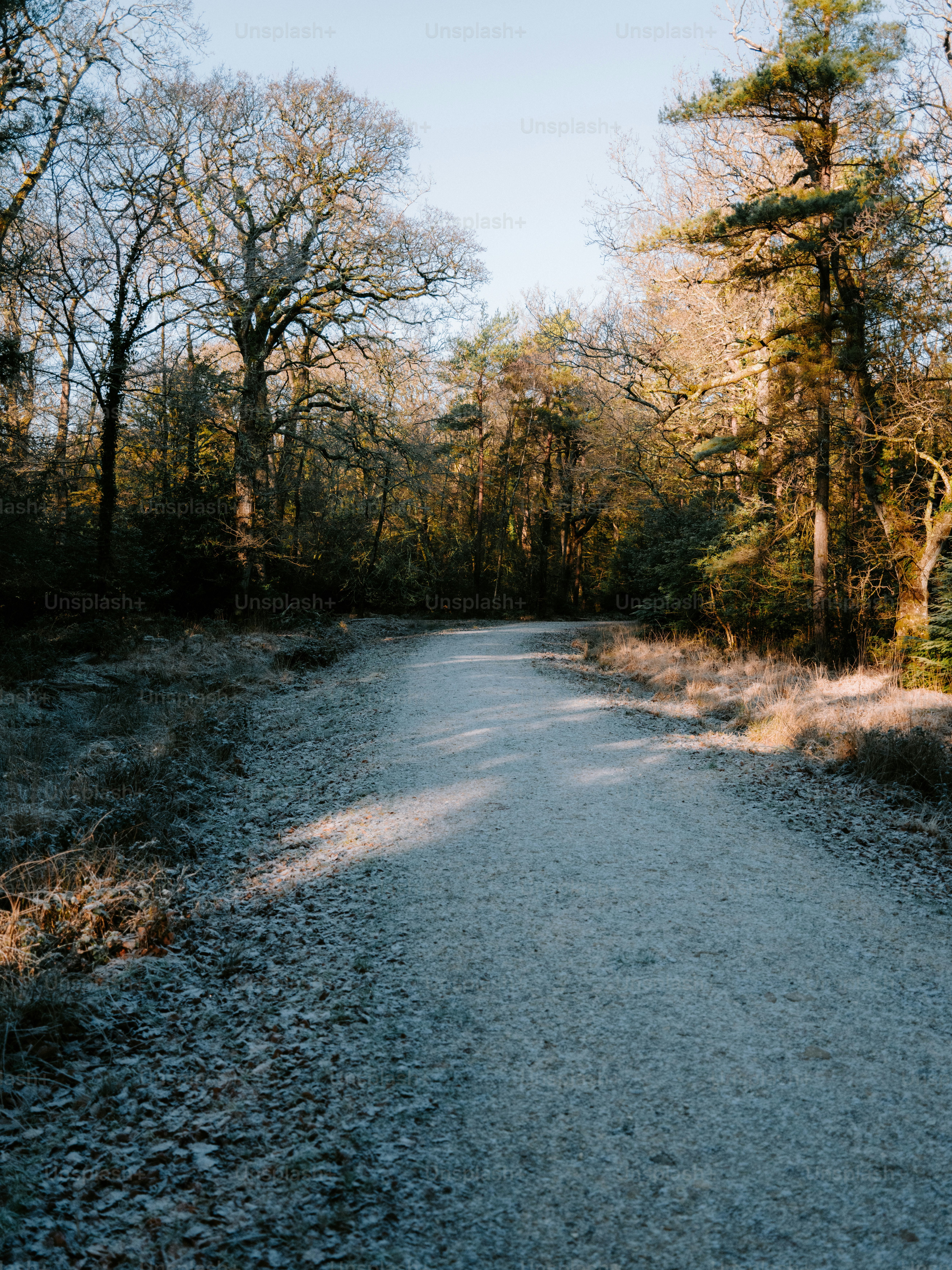 Gravel path through a sunlit forest with bare trees. photo – Outdoor ...