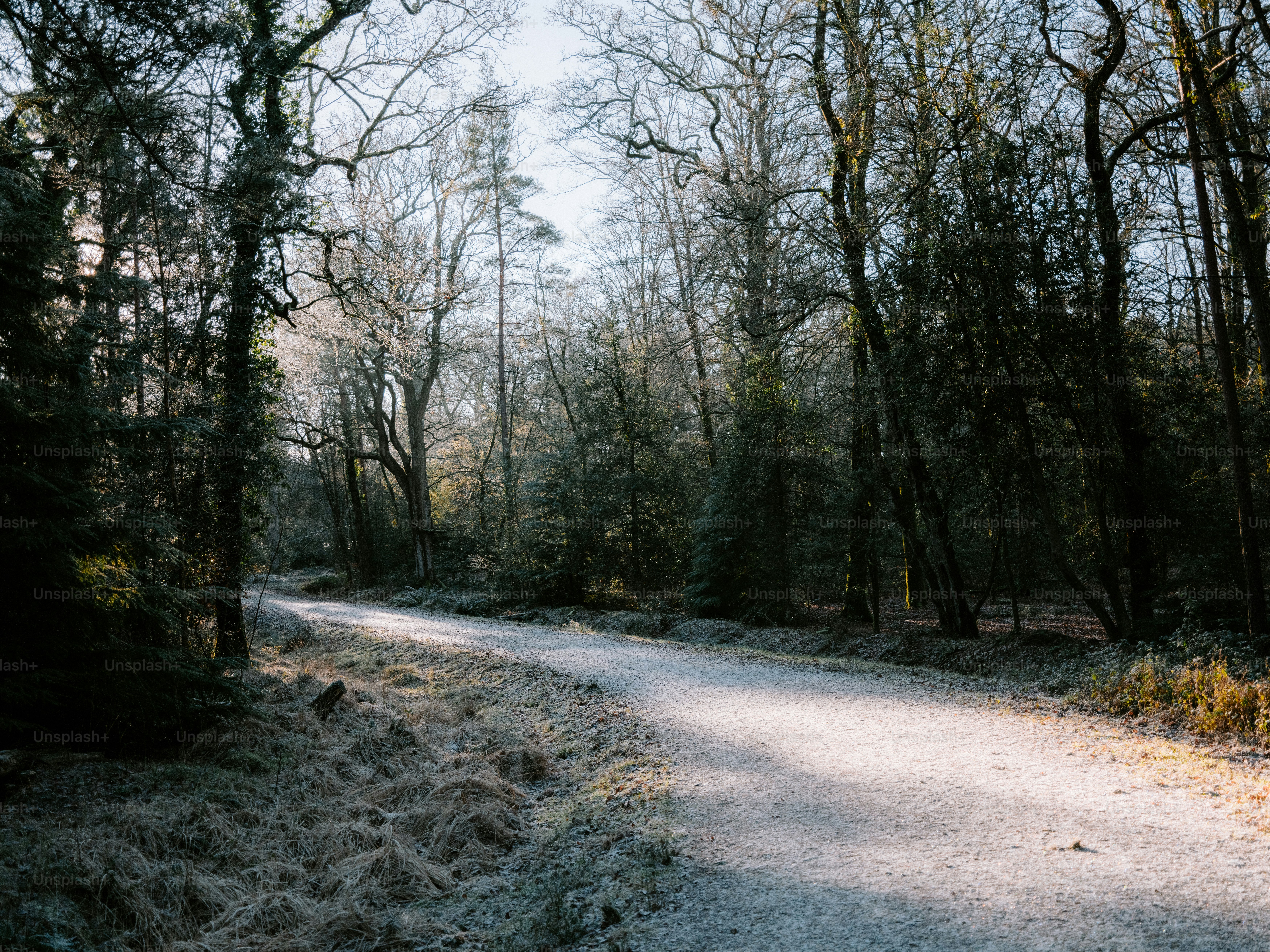 Frosty path through a sunlit winter forest