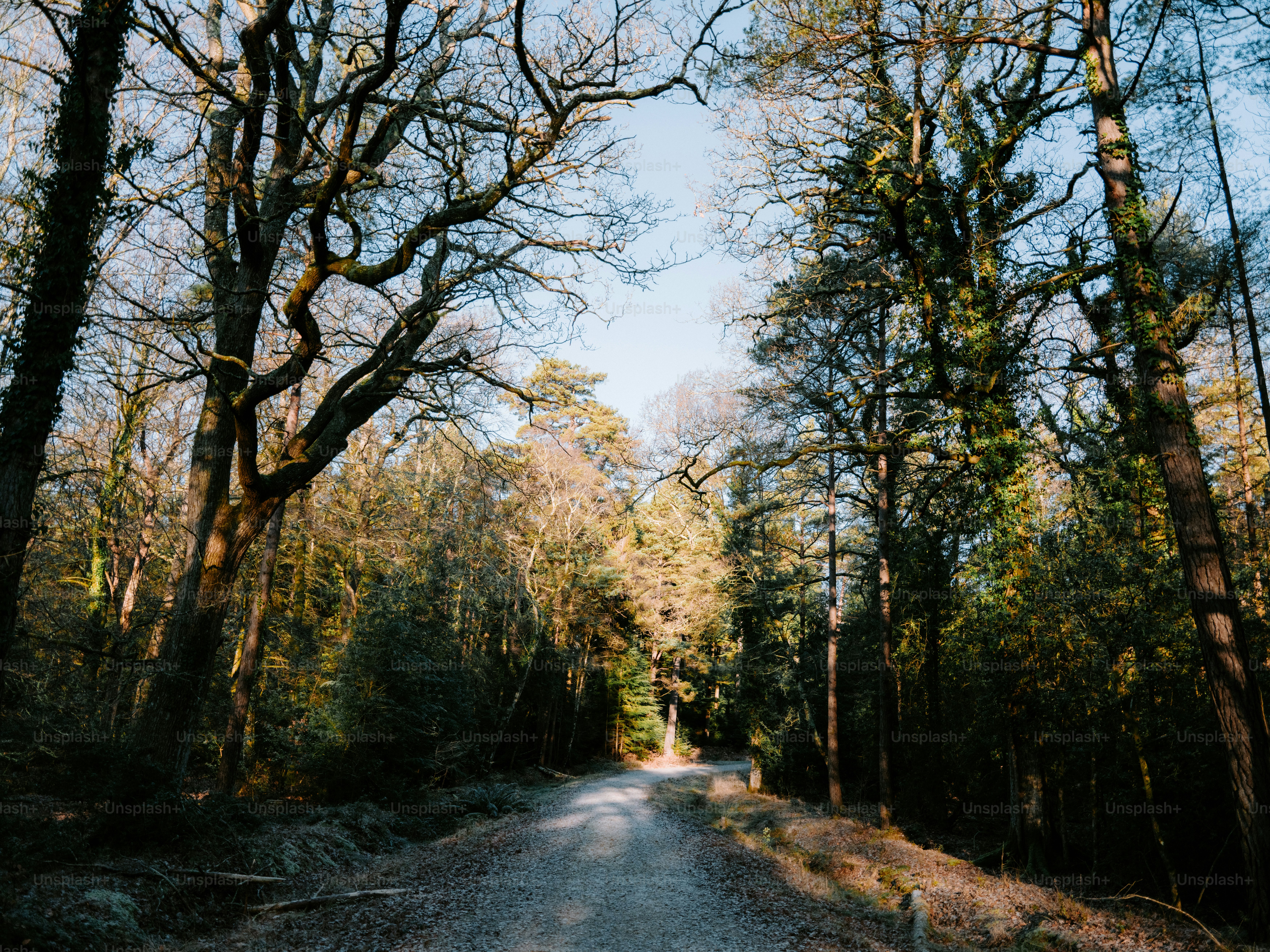 Gravel path through a sunlit forest with bare trees.