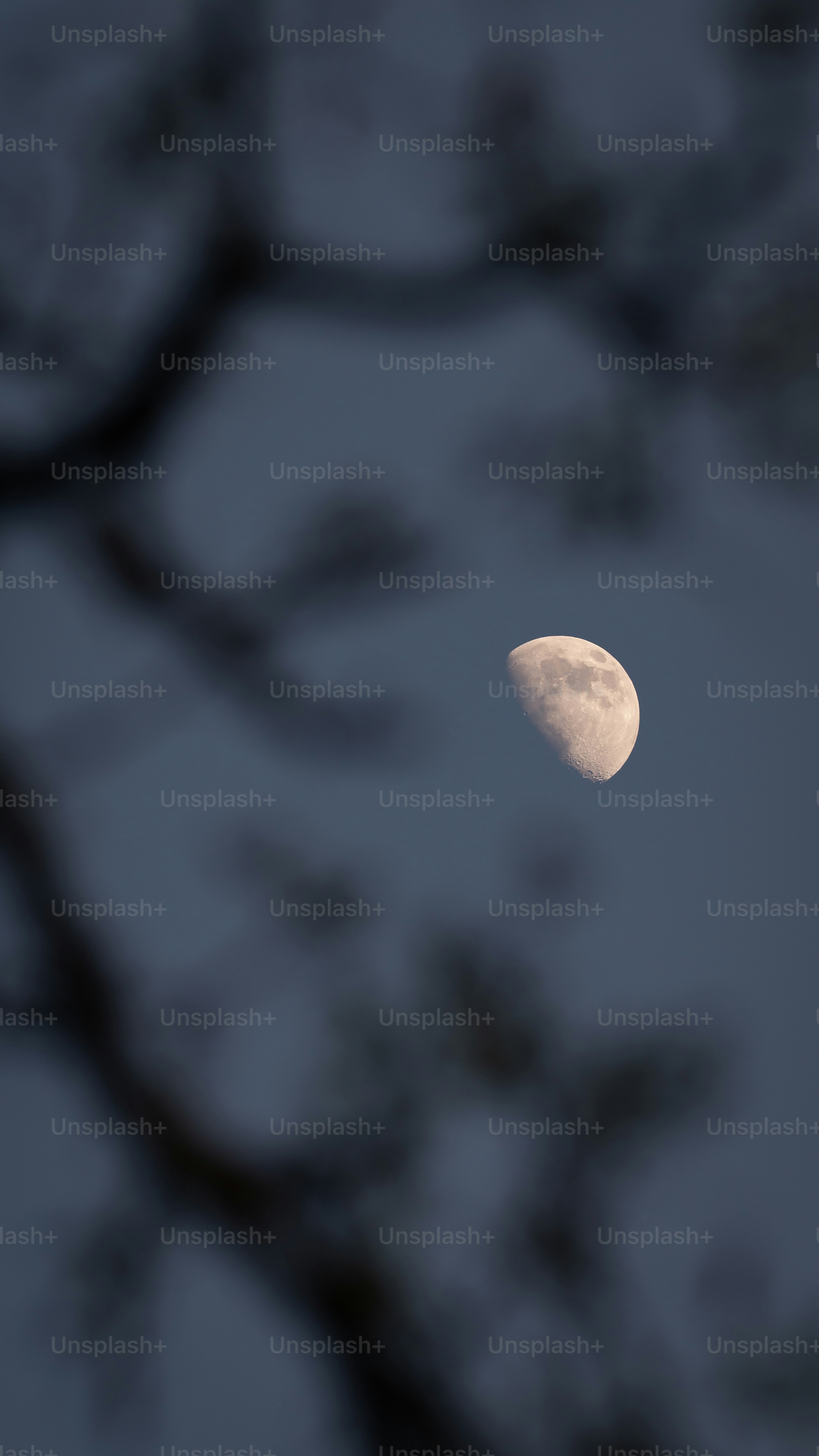 Half moon visible through blurred tree branches at dusk