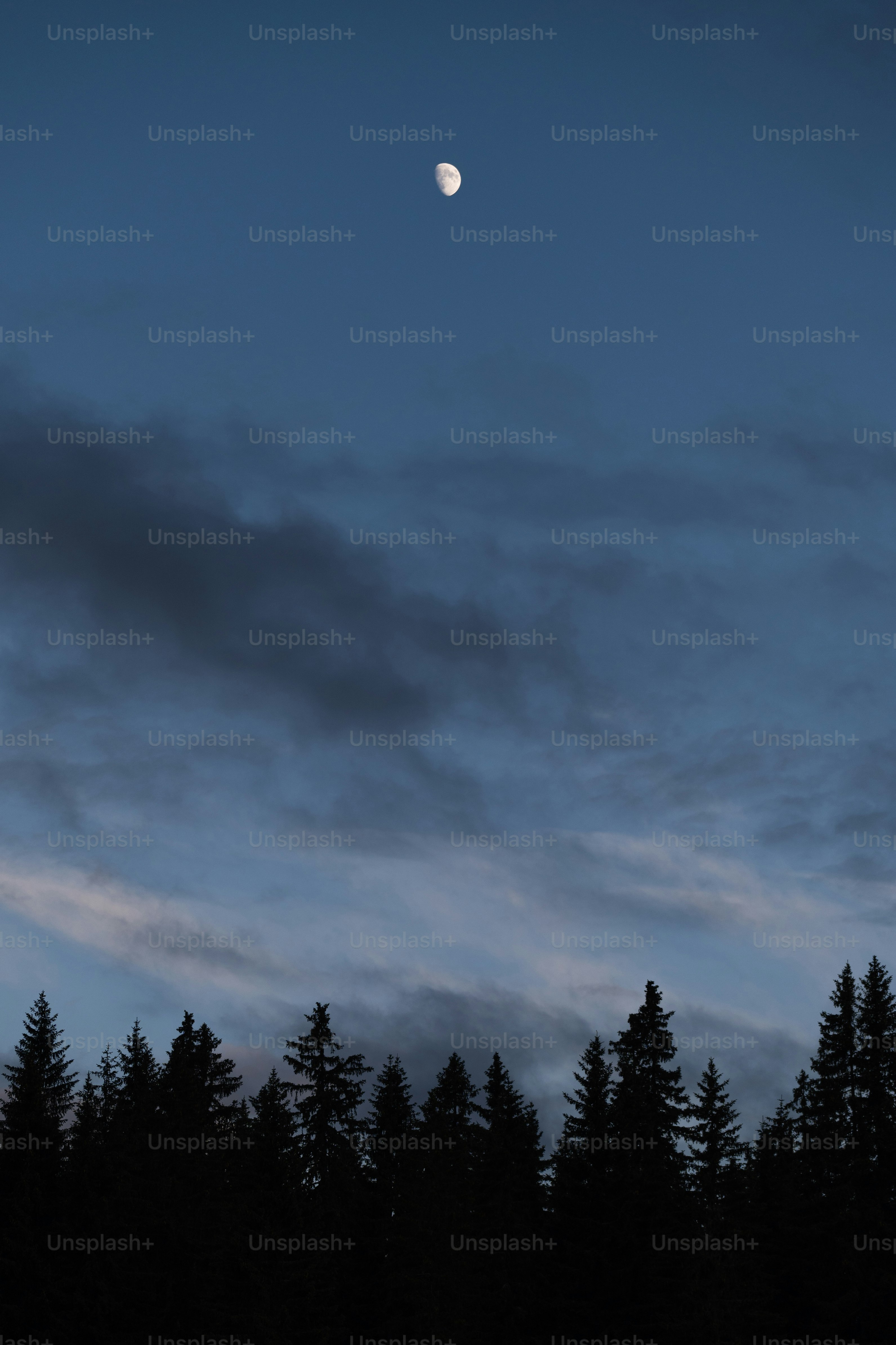 Half moon in a dark blue sky over trees
