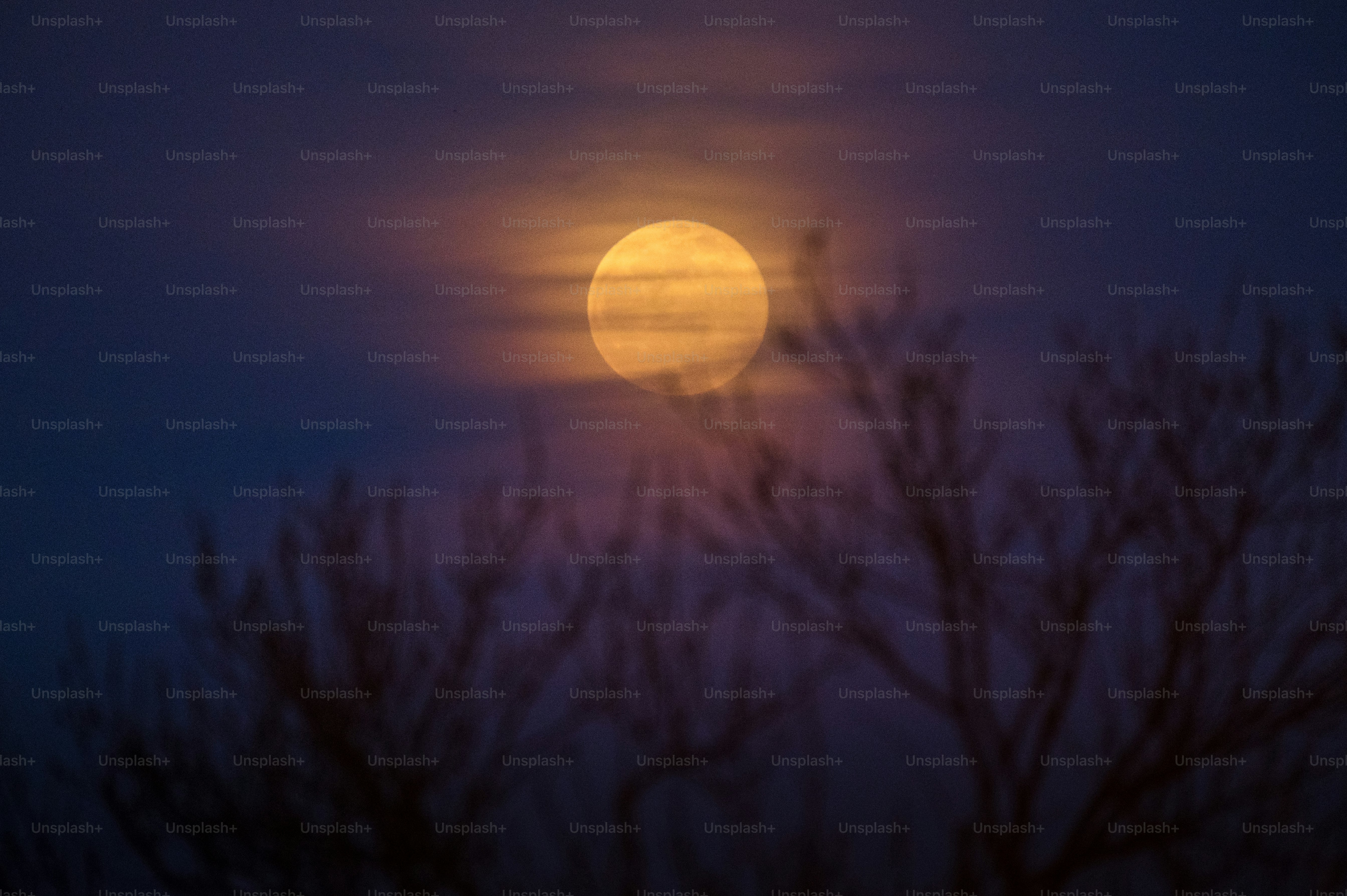 Full moon obscured by thin clouds and tree branches