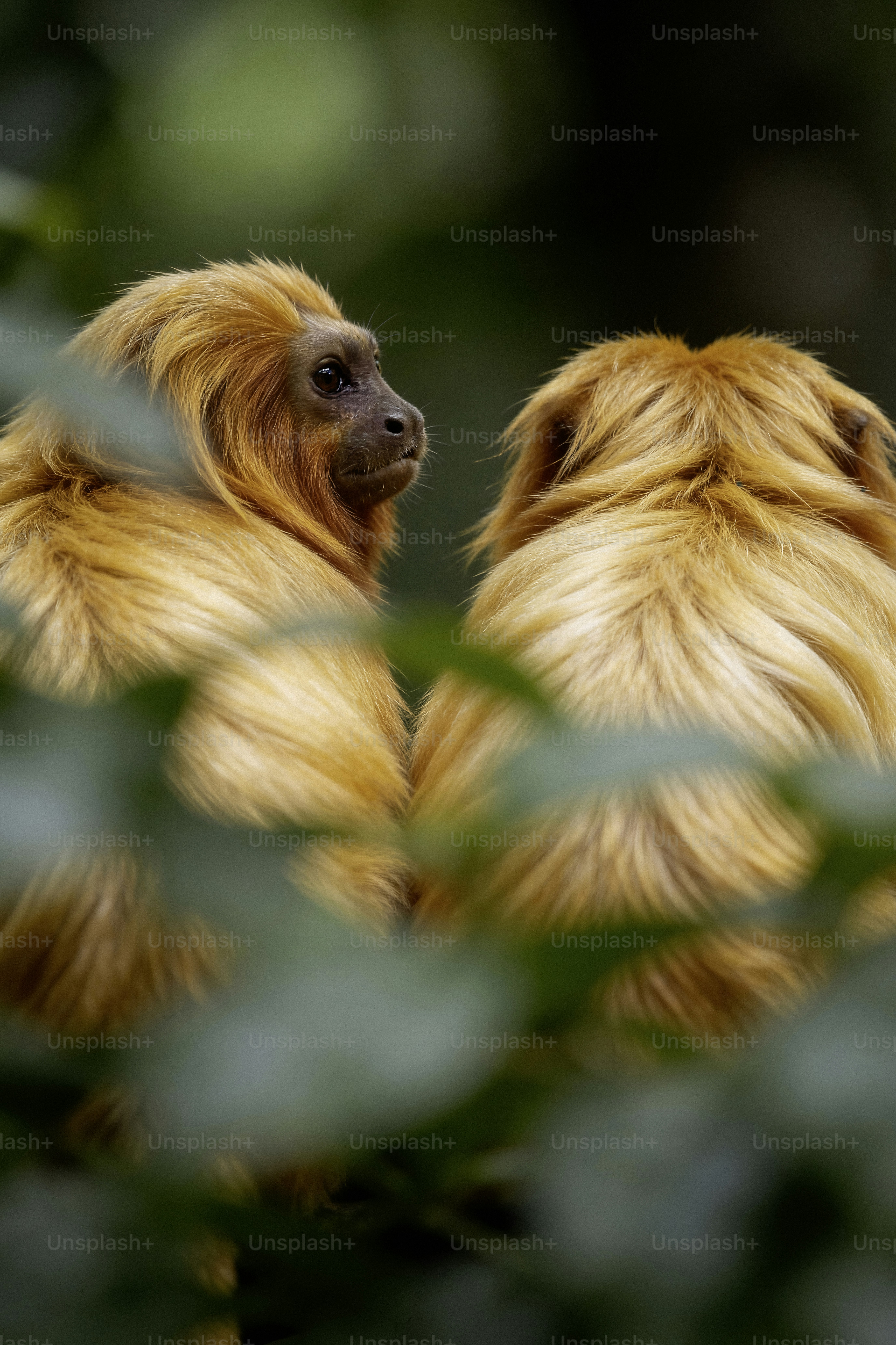 Due tamarini leone dorati in un fogliame verde rigoglioso