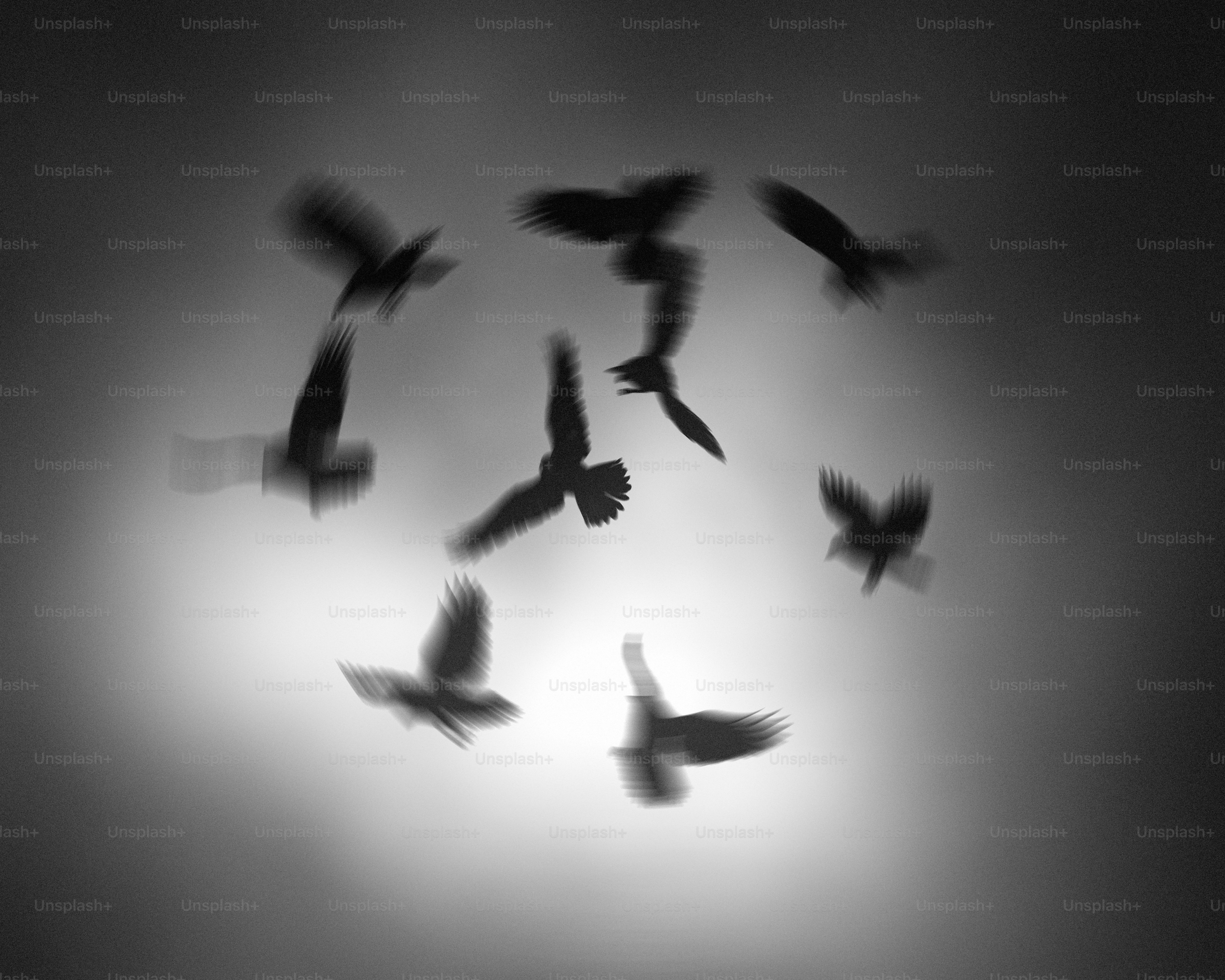 Silhouettes of birds flying in a circle