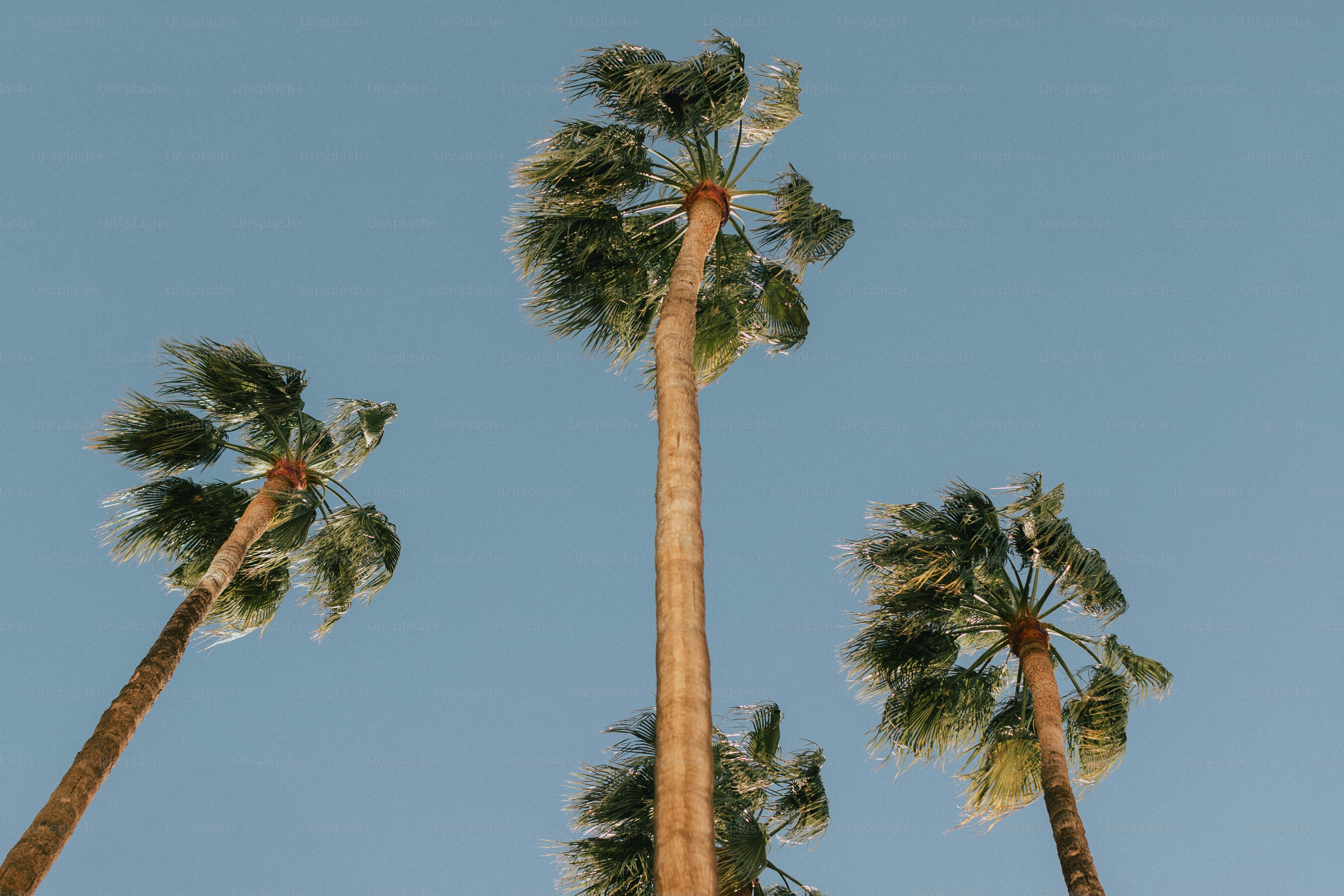 Tall palm trees against a clear blue sky. photo – Summer Image on Unsplash
