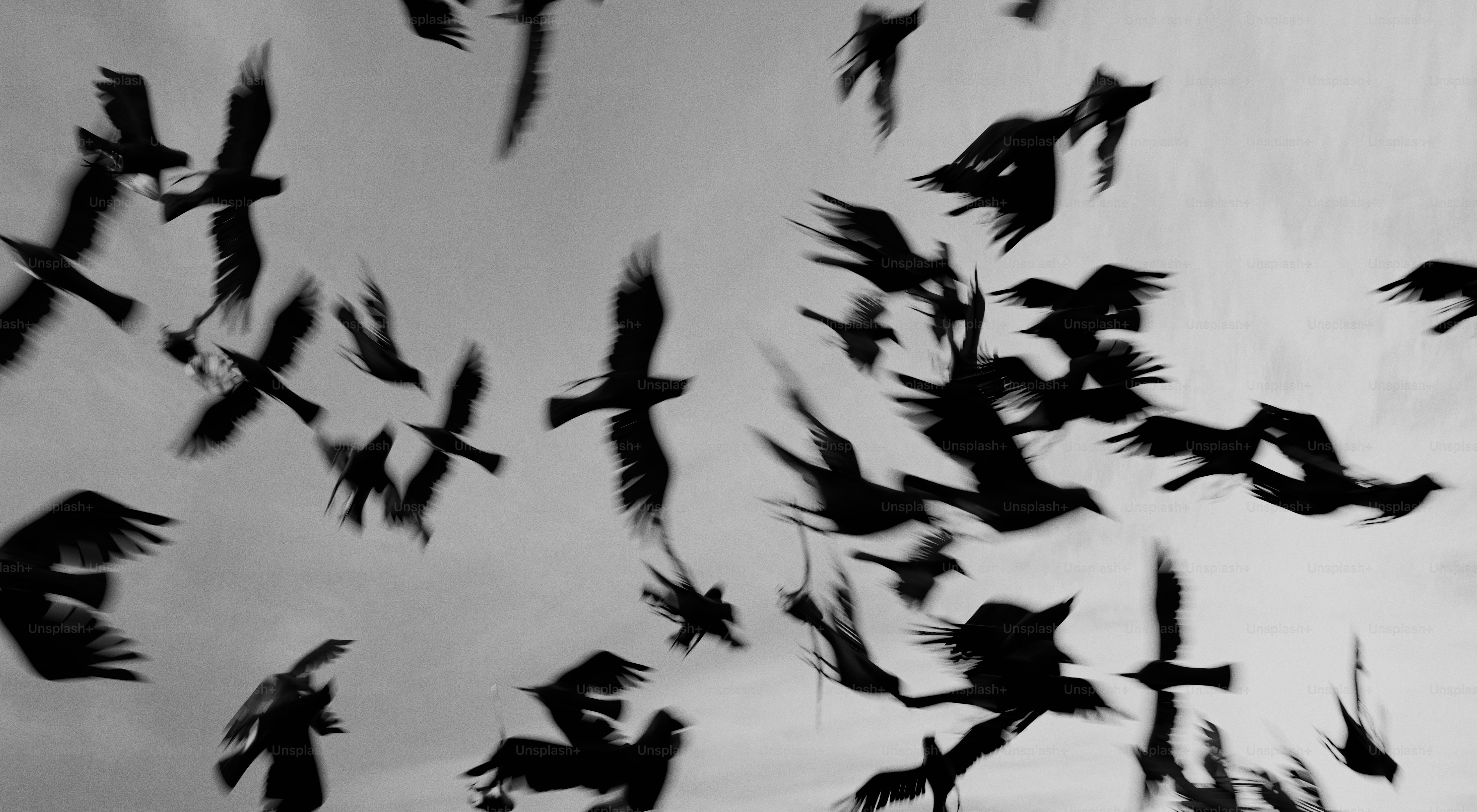 A flock of birds flying in a cloudy sky.