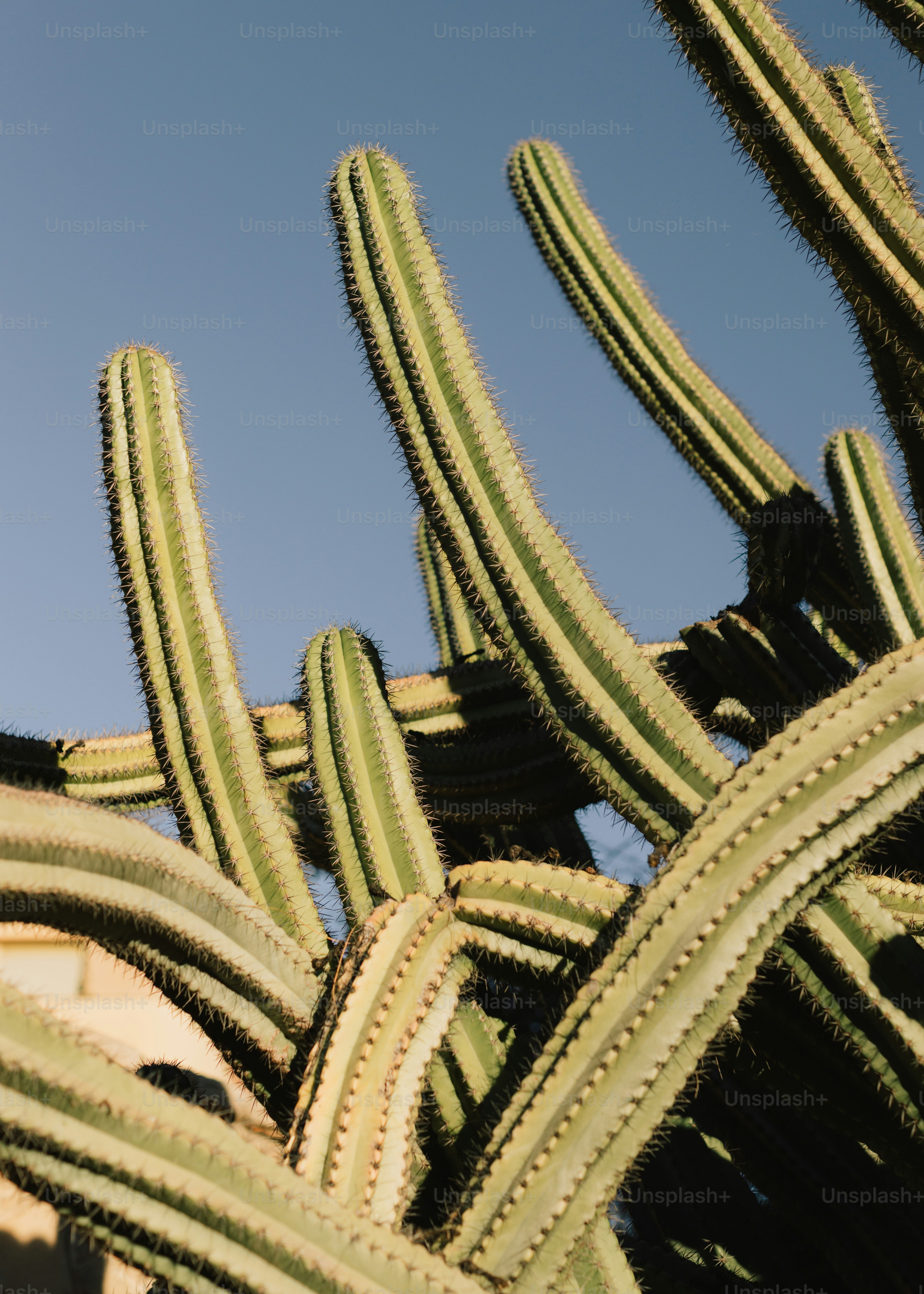 Tall cacti reaching towards a clear blue sky photo – Texture Image on ...